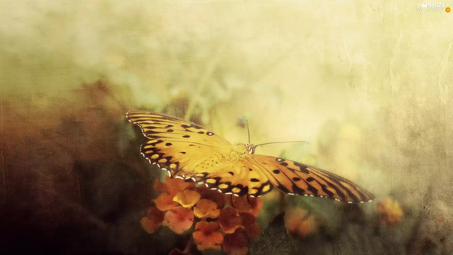 picture, butterfly, Flowers, Screen Printing