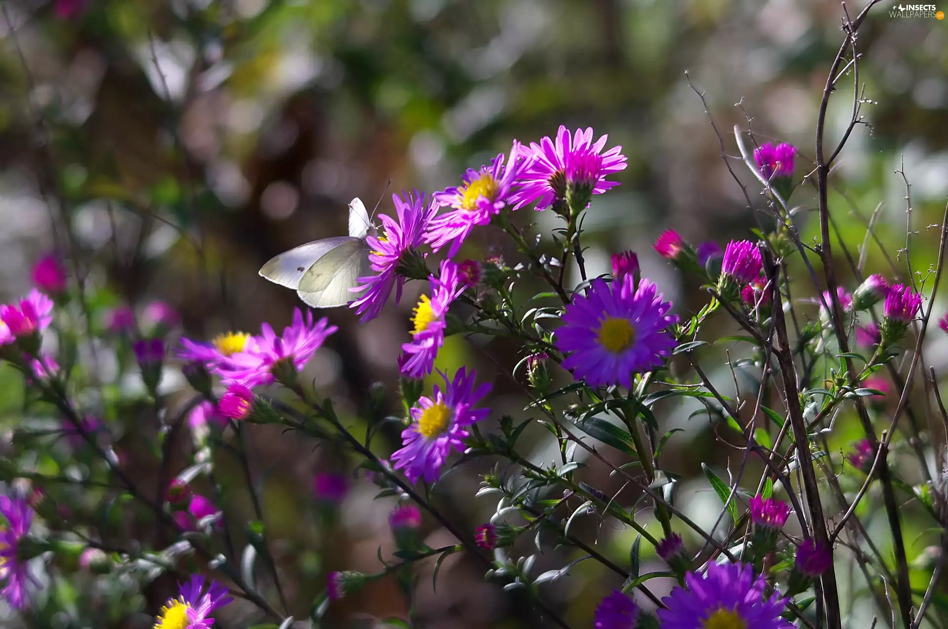 Cabbage, butterfly, Flowers, Astra, Purple