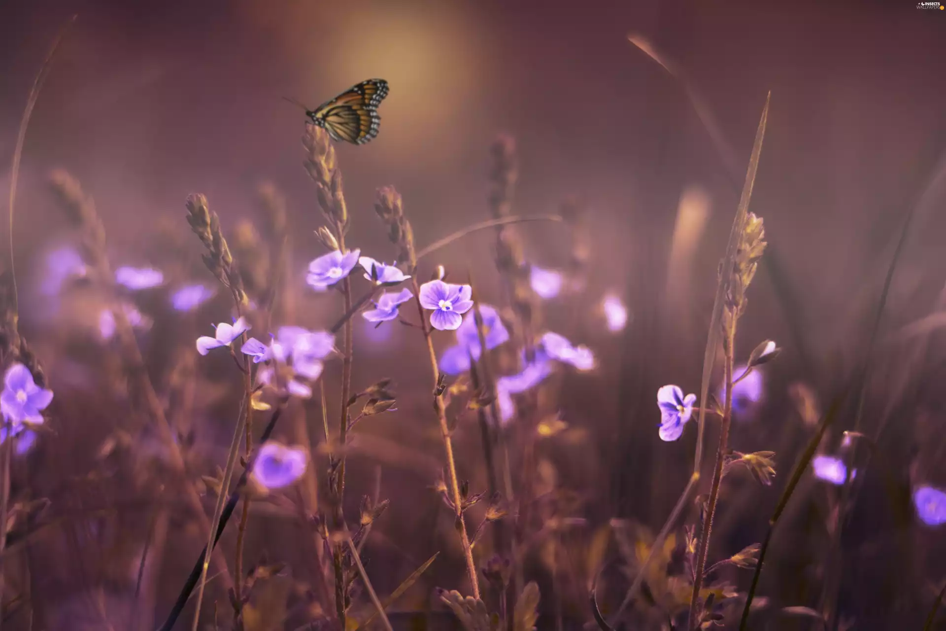 Meadow, butterfly, Flowers, grass, purple