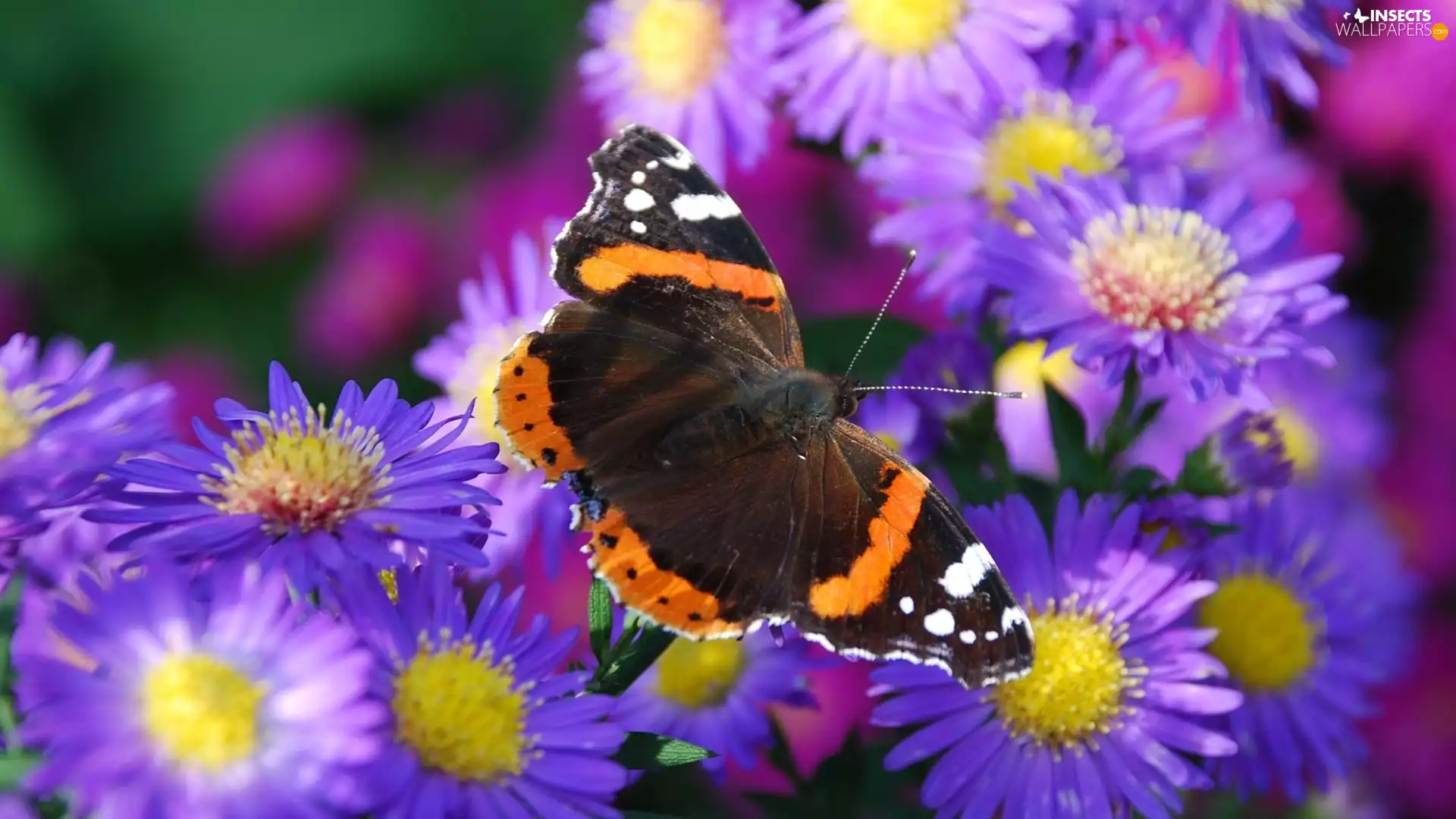 butterfly, purple, Flowers