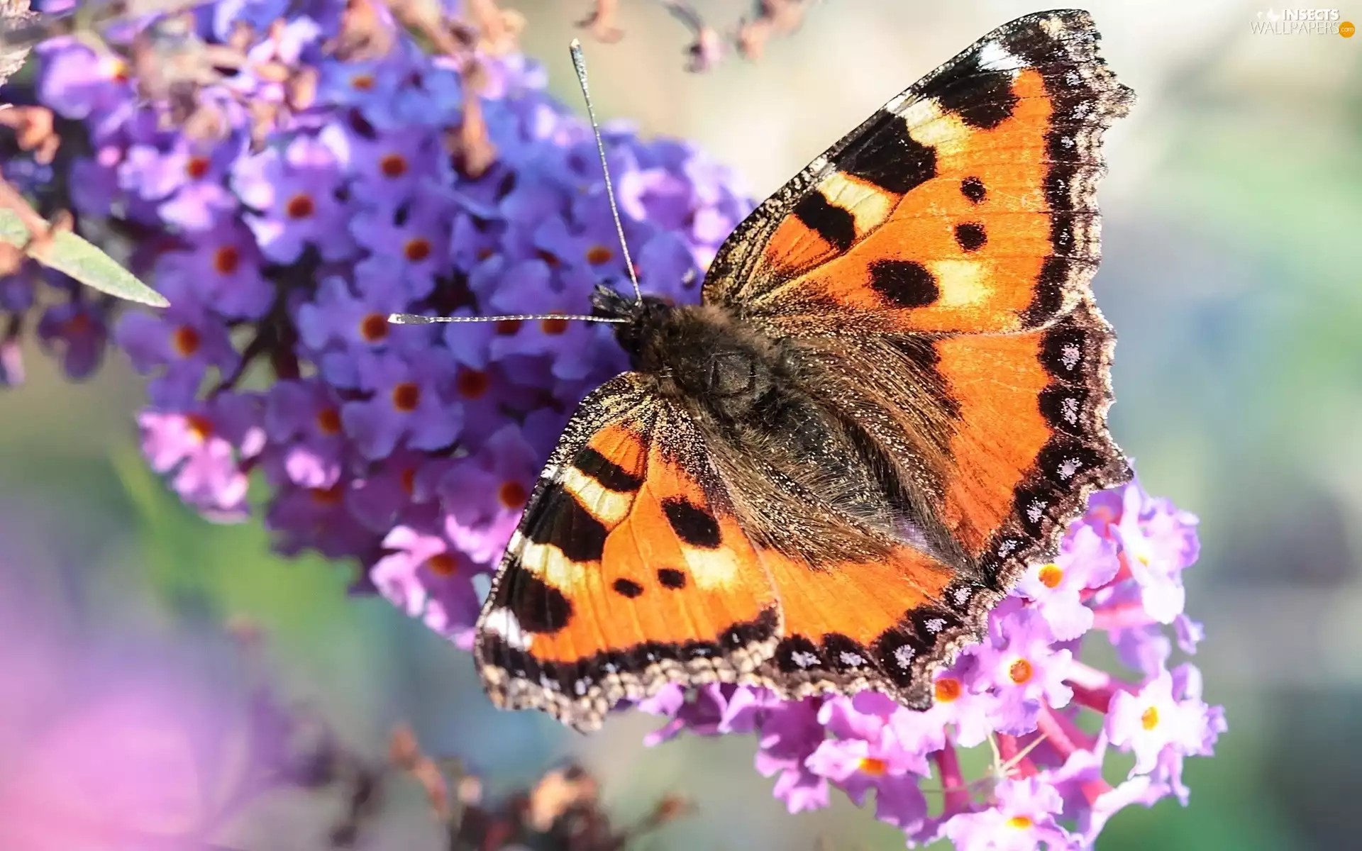 Flowers, Small Tortoiseshell, butterfly