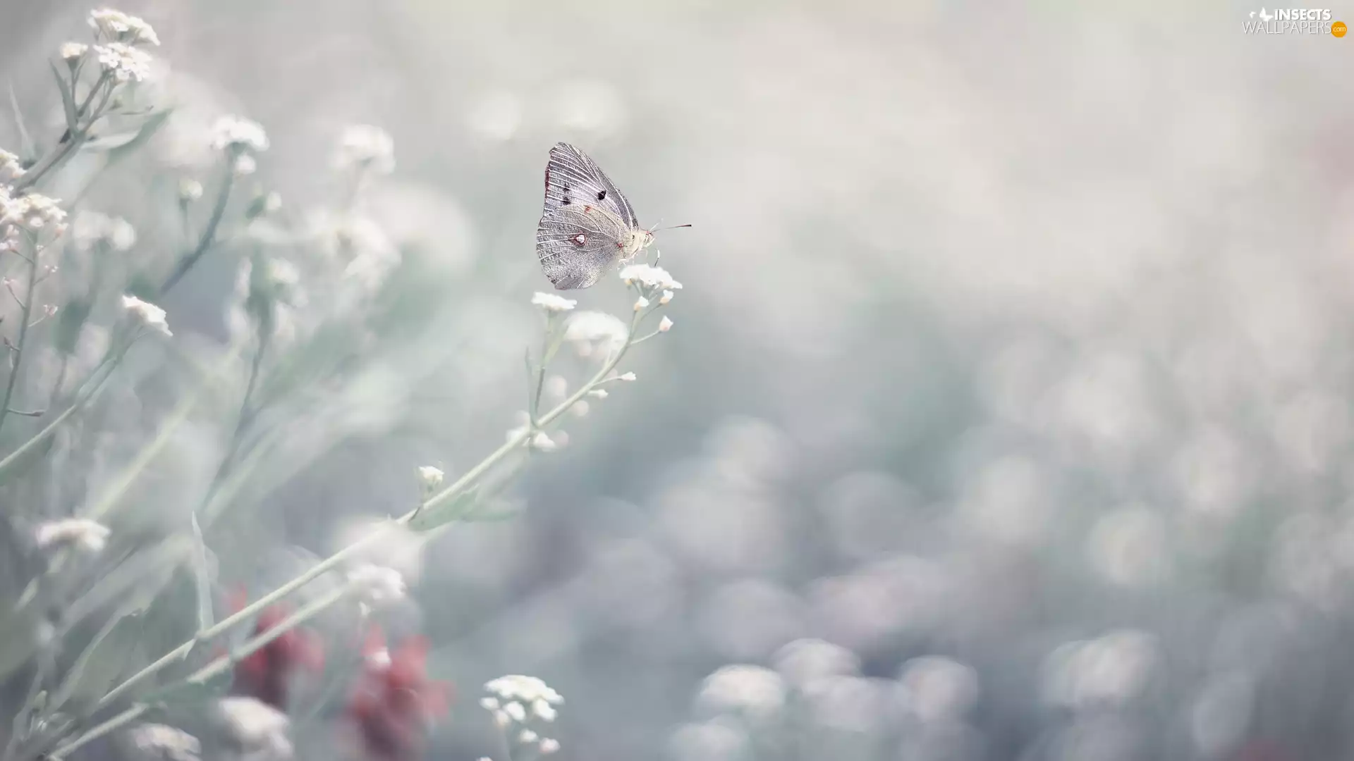 butterfly, White, Flowers