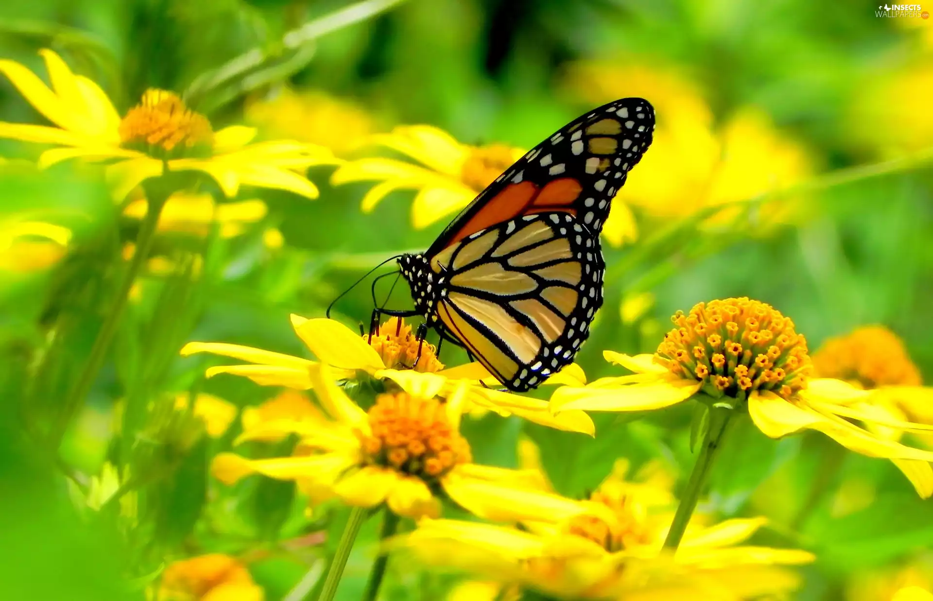 butterfly, Yellow, flowers