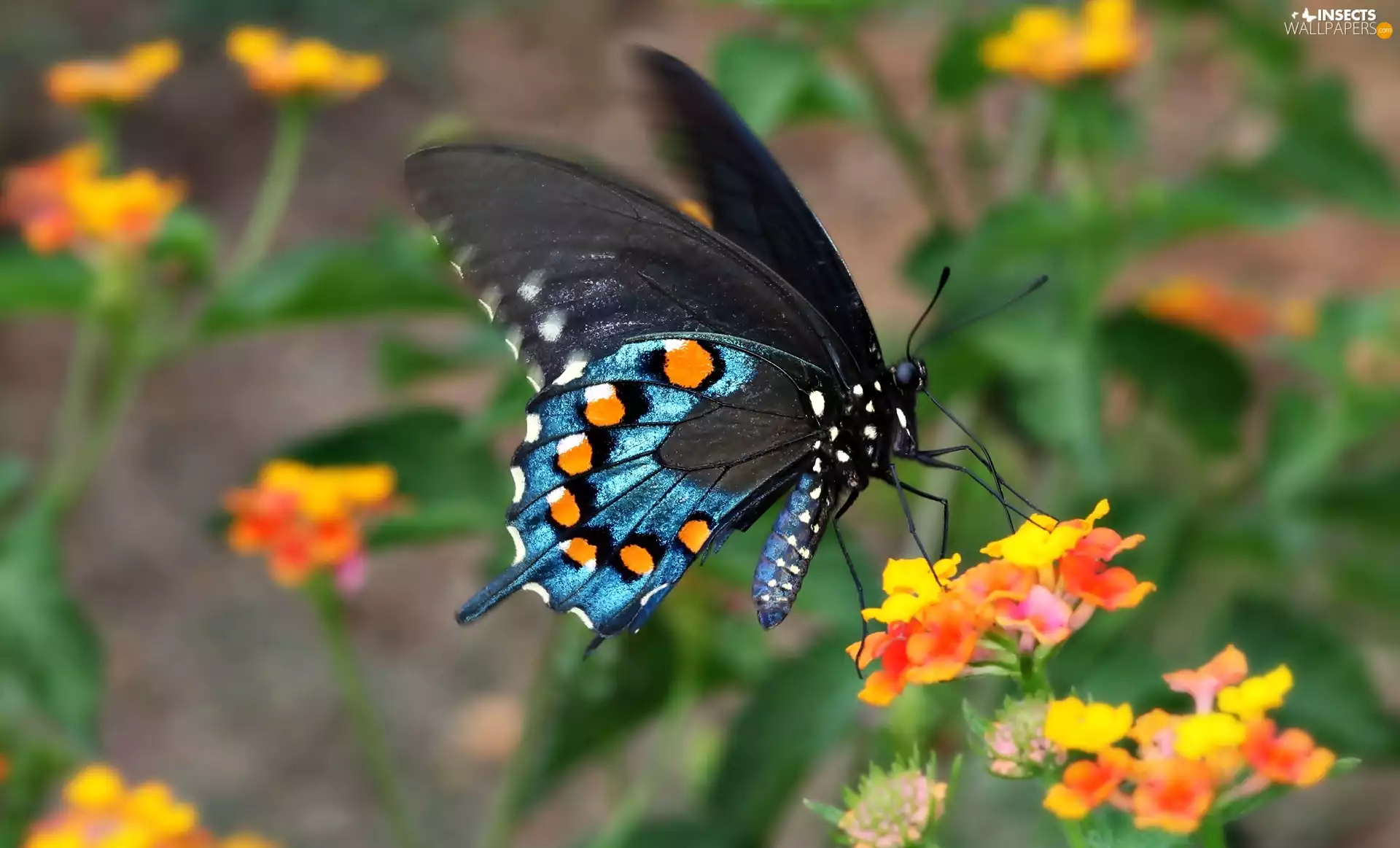 butterfly, Flowers