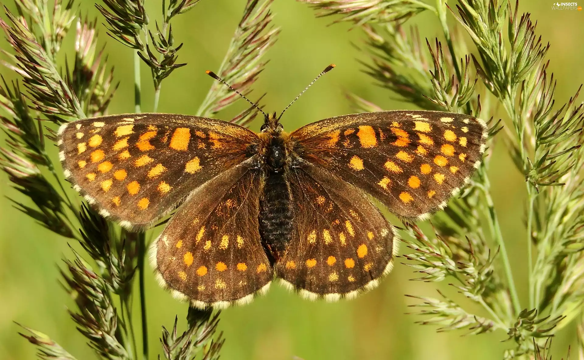 butterfly, Heath Fritillary