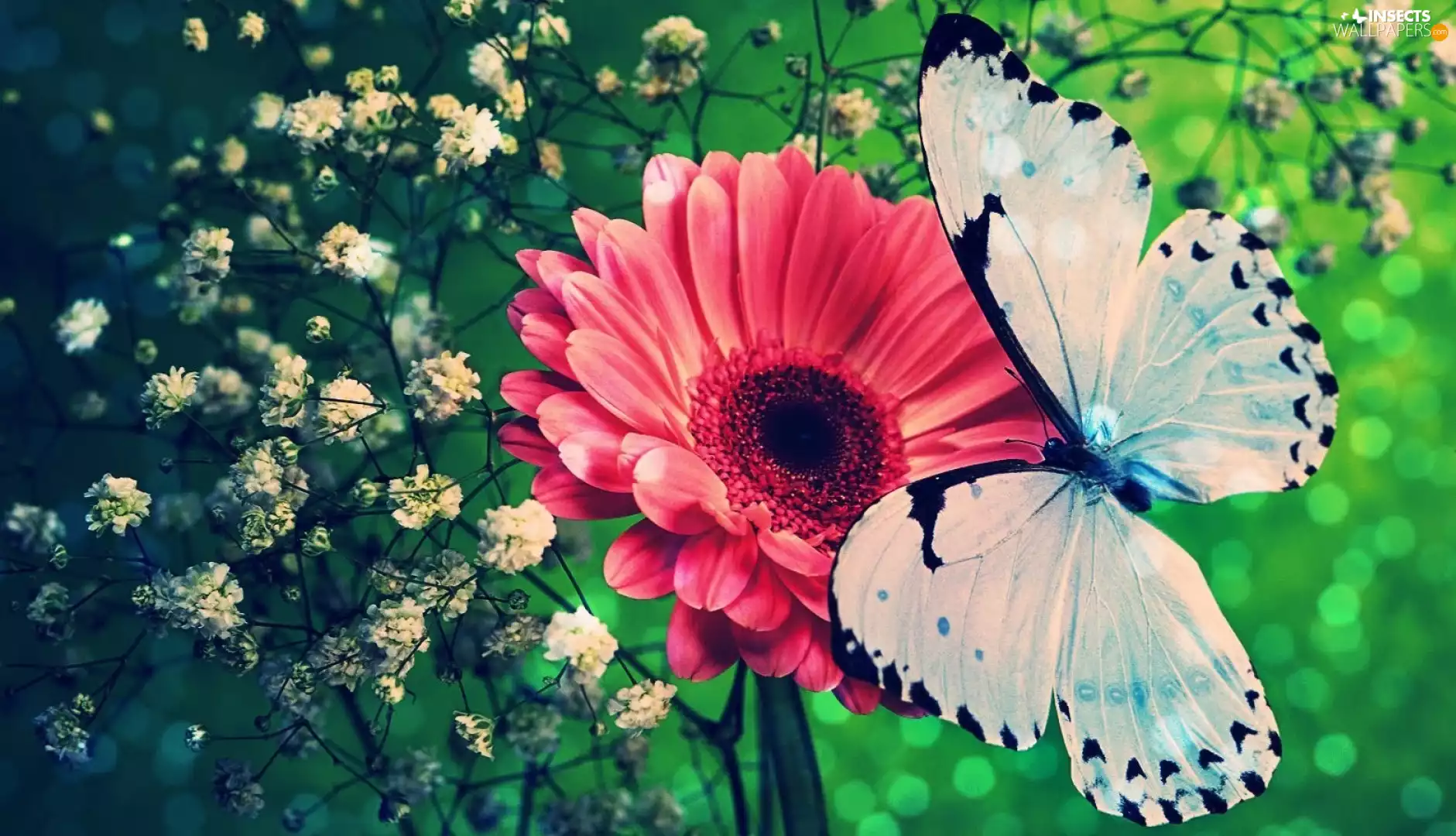 butterfly, Red, Gerber