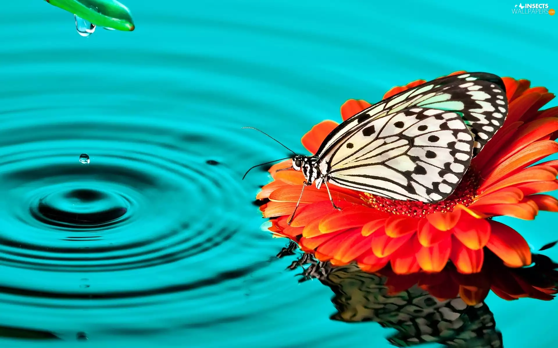 Colourfull Flowers, Gerbera, butterfly, marbled chessboard, water