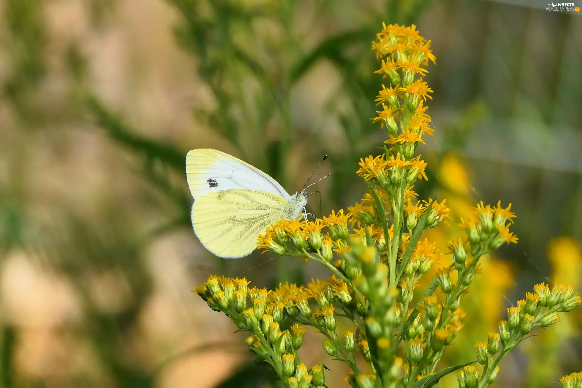 Goldenrod, Cabbage Butterfly, butterfly