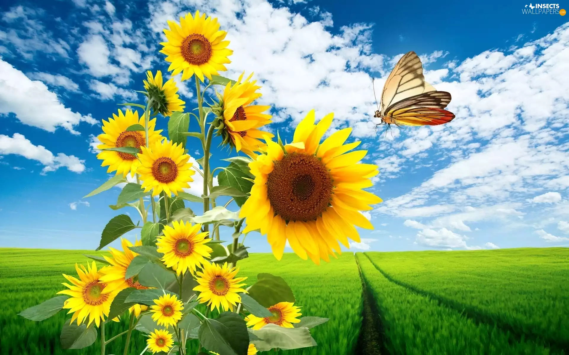 graphics, Nice sunflowers, butterfly