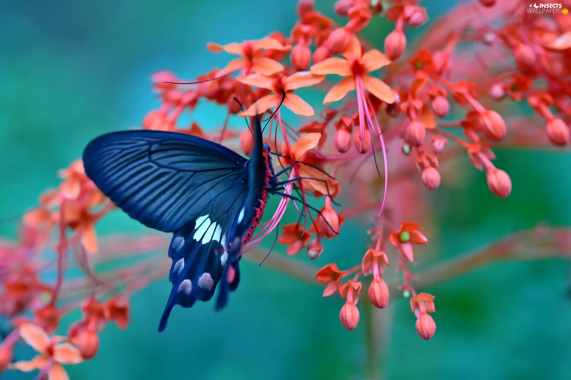 graphite, Pink, Flowers, butterfly