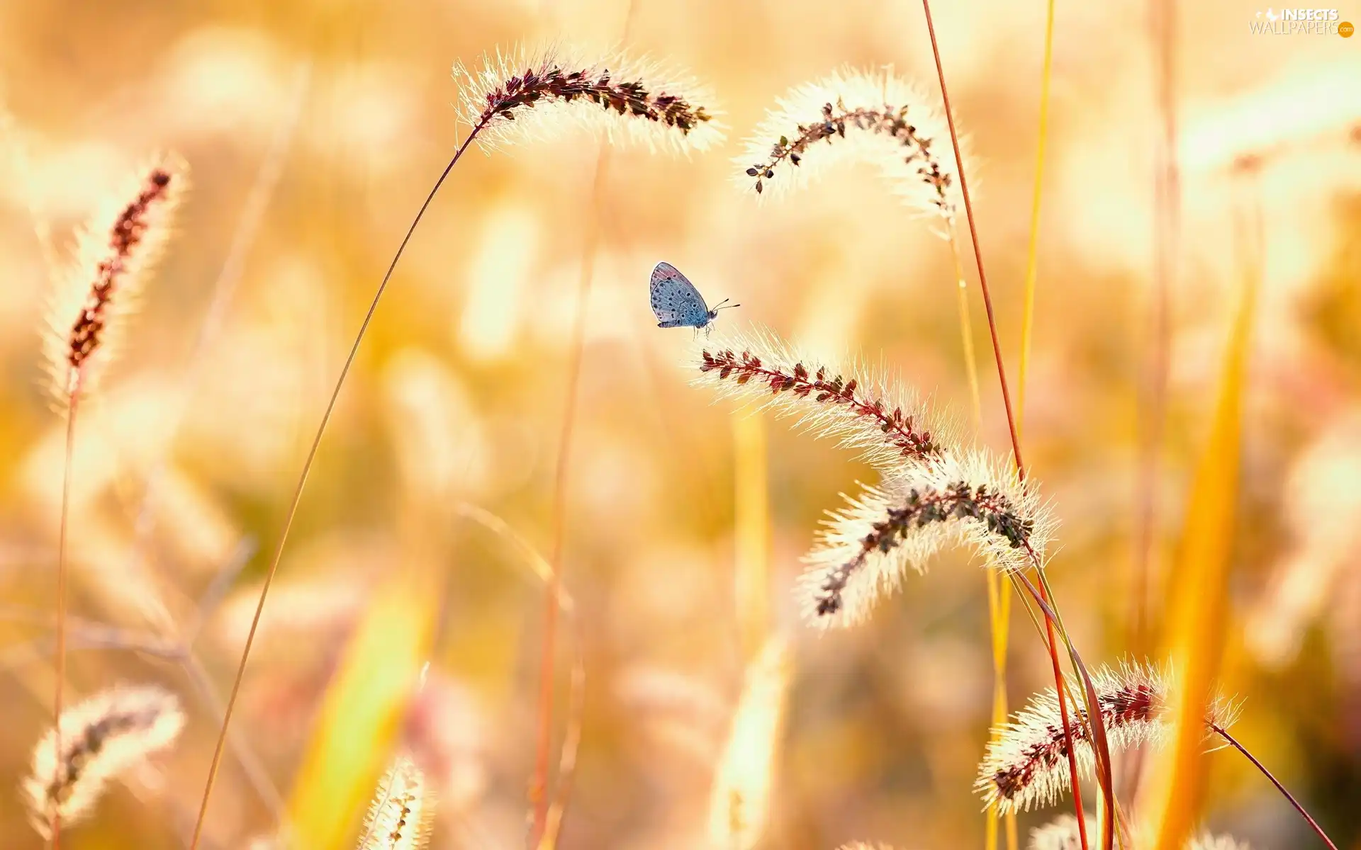 grass, butterfly