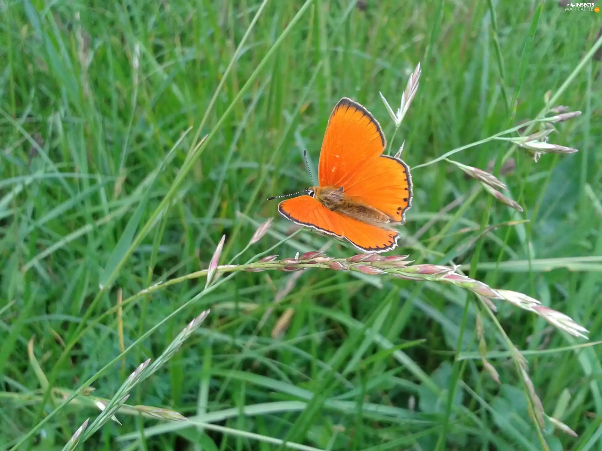 butterfly, grass