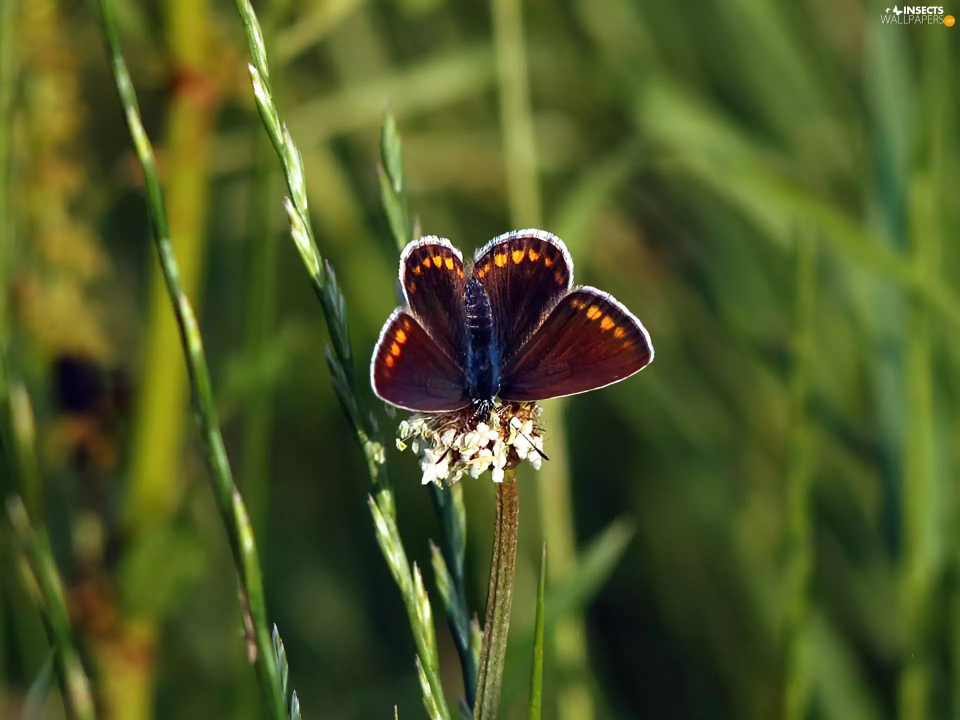 butterfly, grass