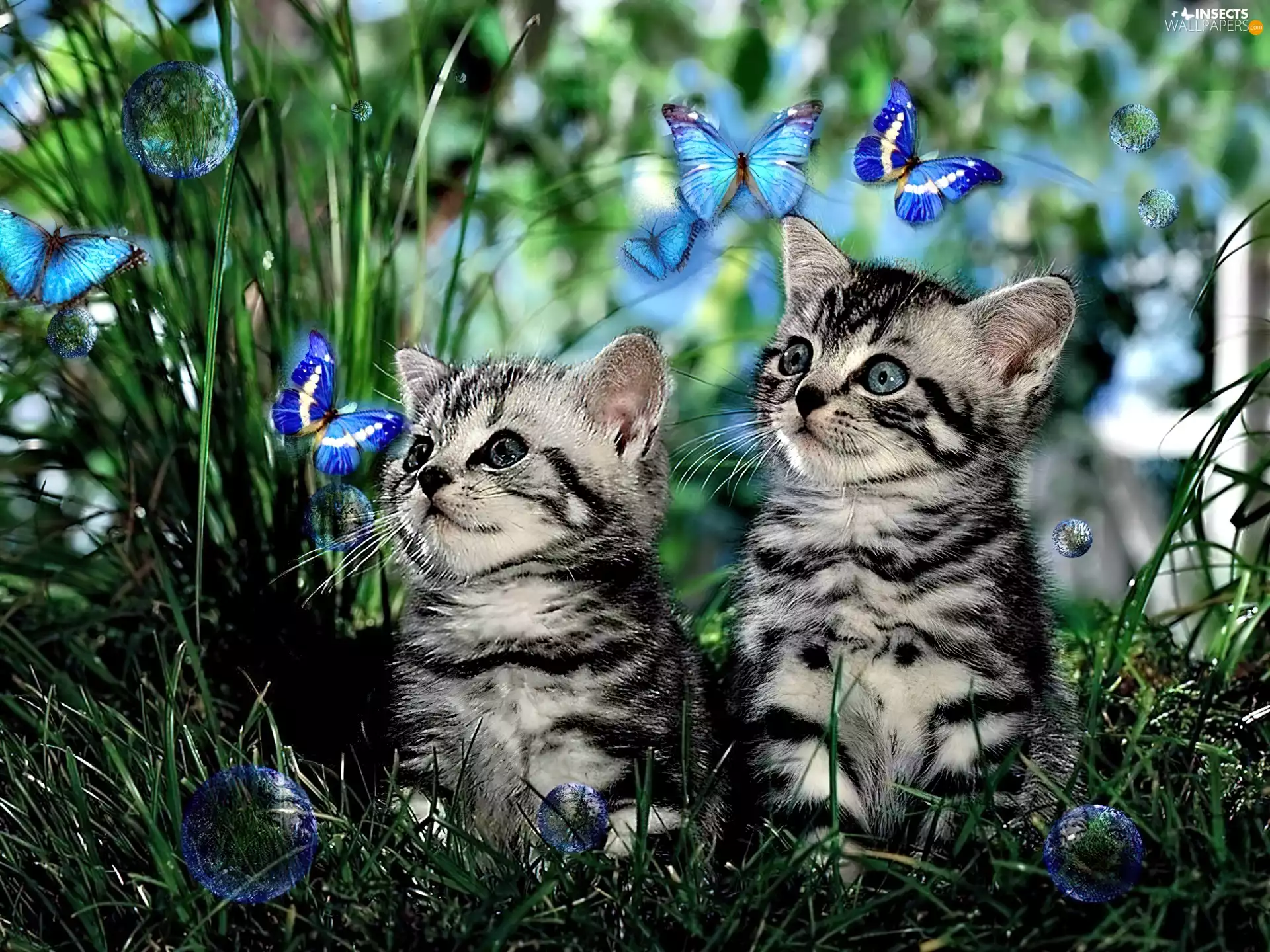 butterfly, cats, grass