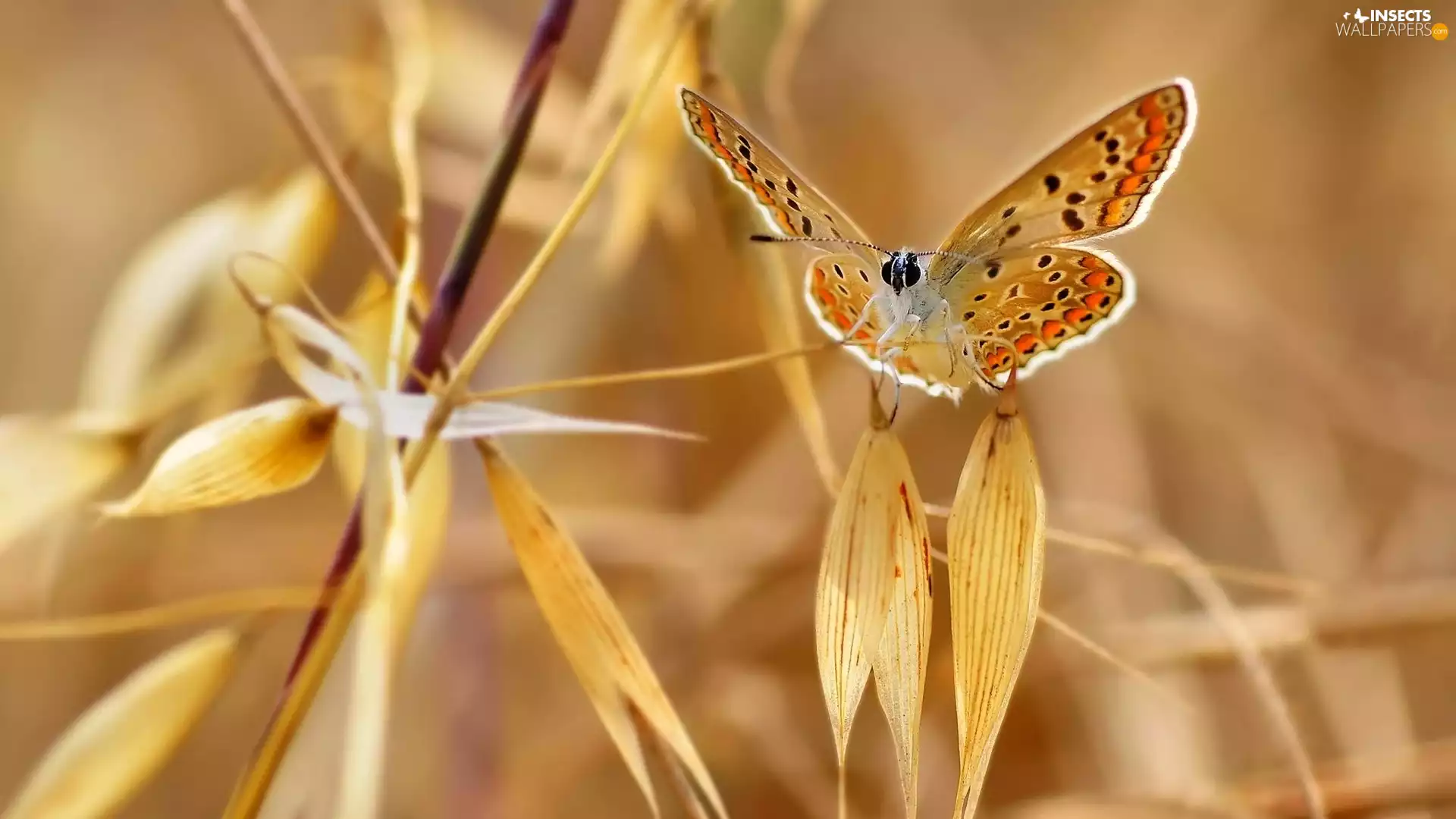 butterfly, grass