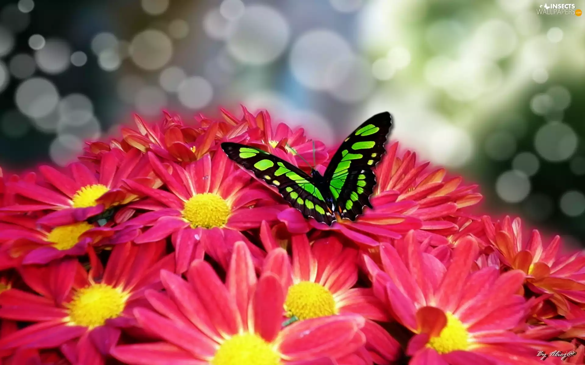 butterfly, chrysanthemum, Green