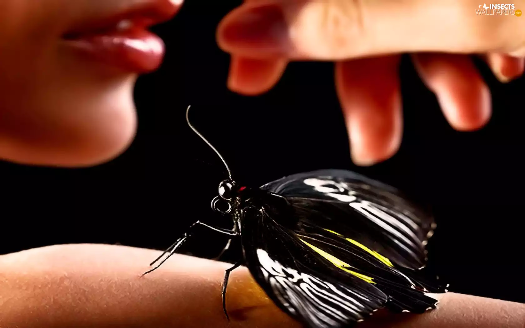 butterfly, Women, hand