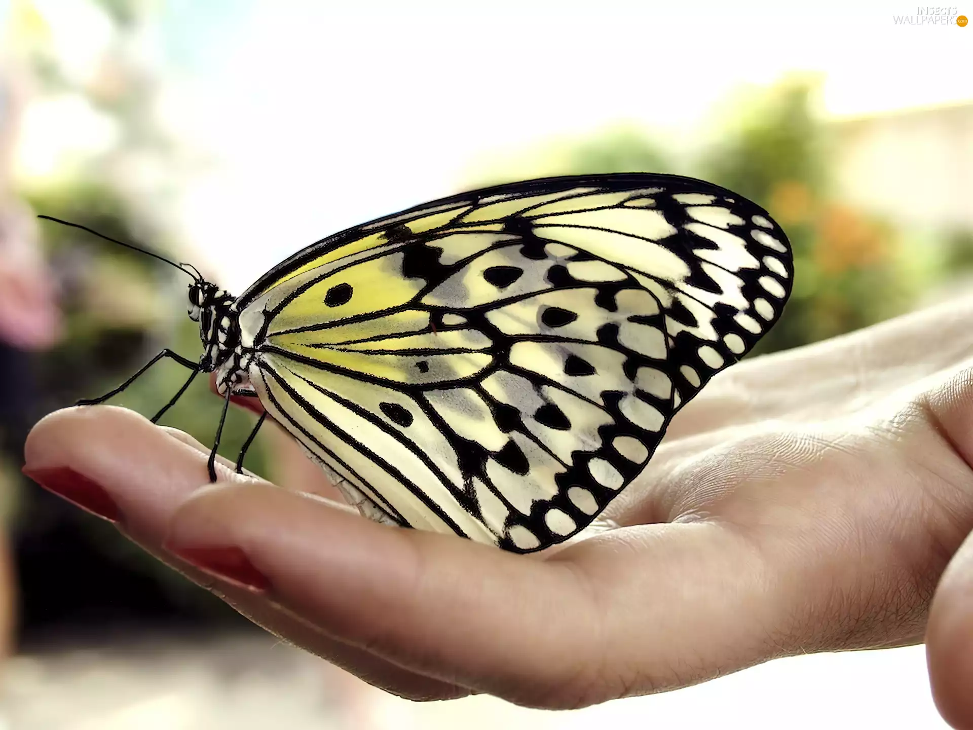 butterfly, hand