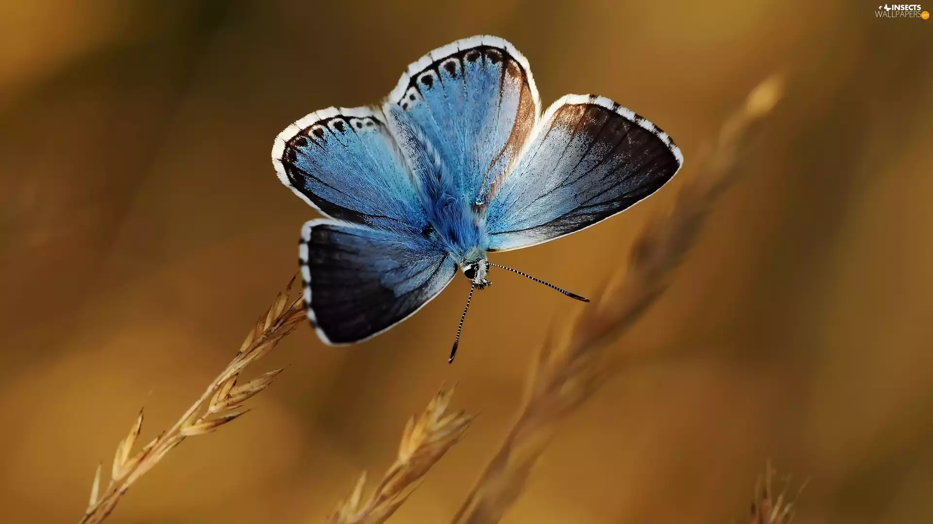 Holly Blue, blue, butterfly