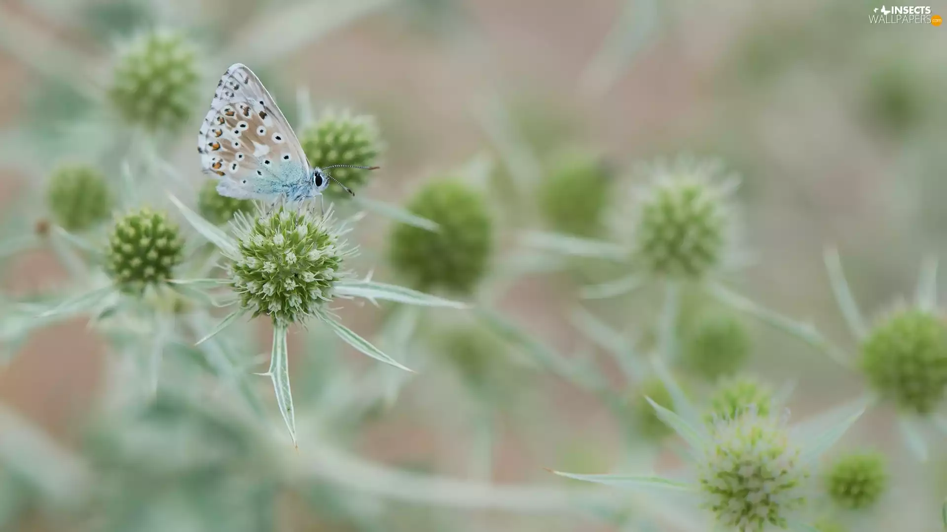 Flat See Holly, butterfly, Dusky Icarus