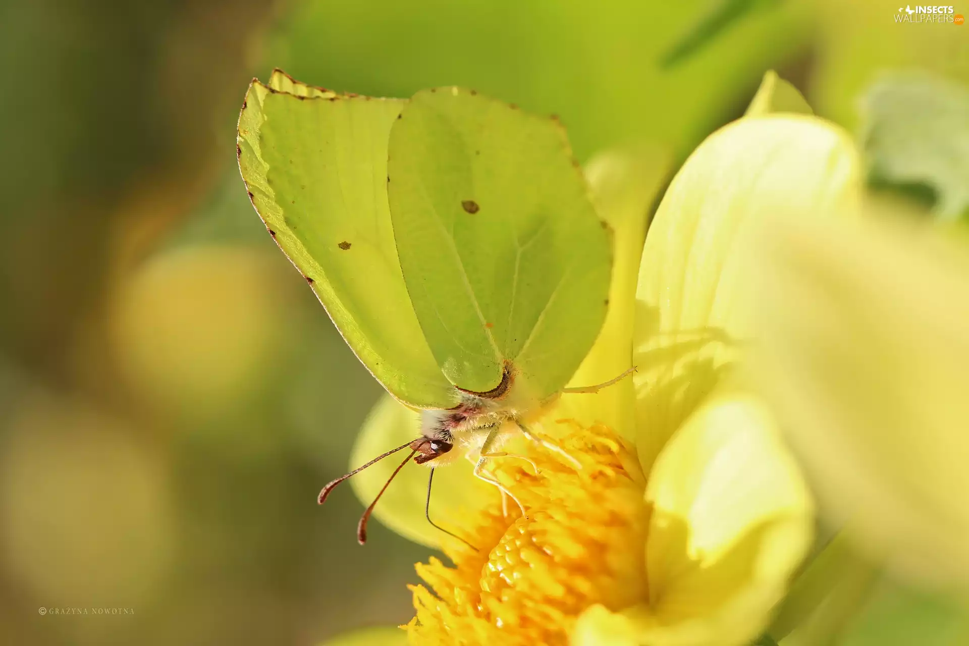 Insect, butterfly, Brimstone Butterfly