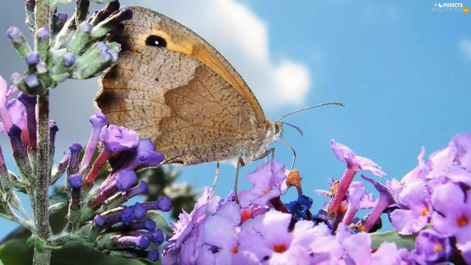Insect, color, Flowers, butterfly
