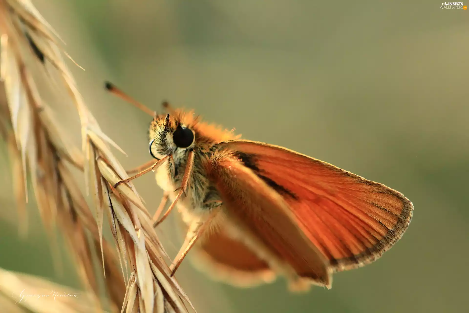 Insect, Small Skipper, butterfly