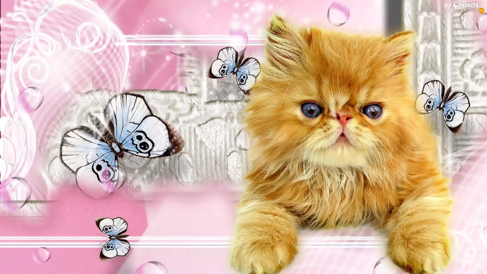 butterfly, ginger, kitten