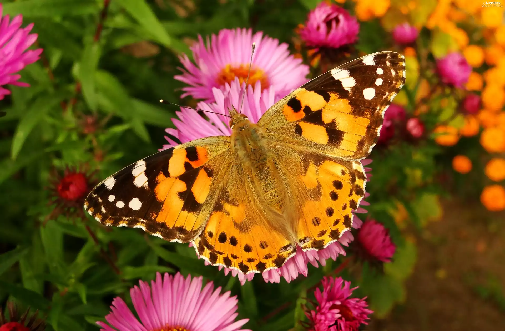 butterfly, Painted Lady