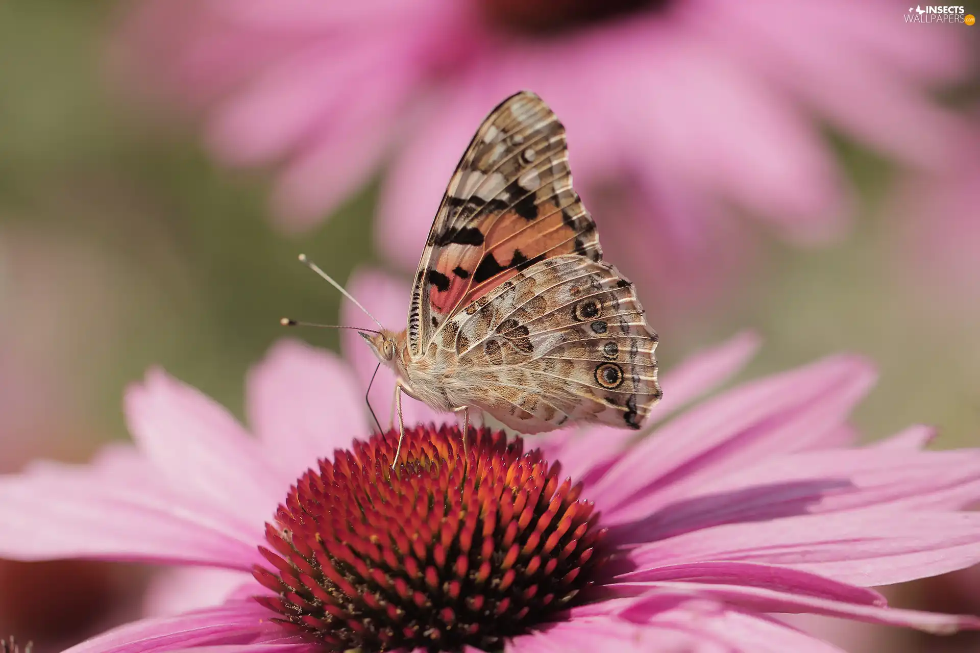 Insect, Painted Lady, Colourfull Flowers, echinacea, Close, butterfly