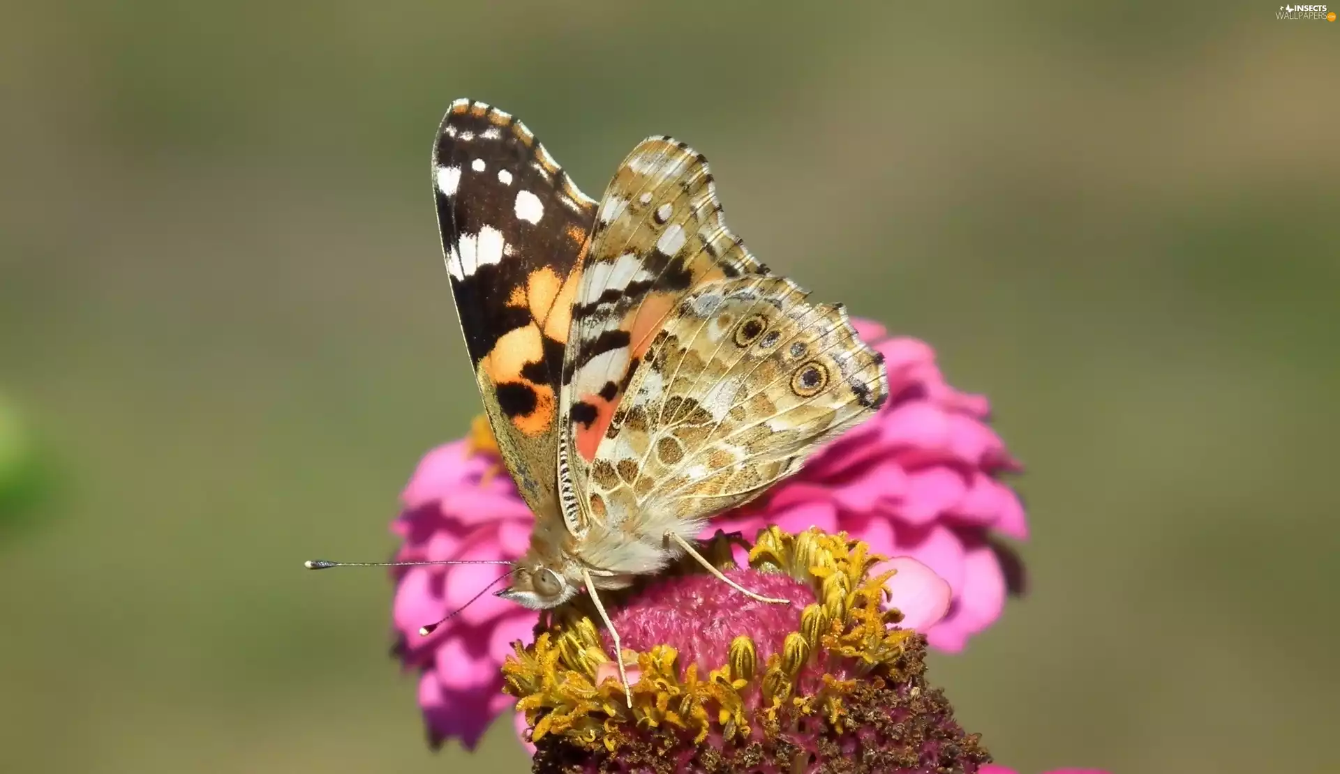 butterfly, Painted Lady