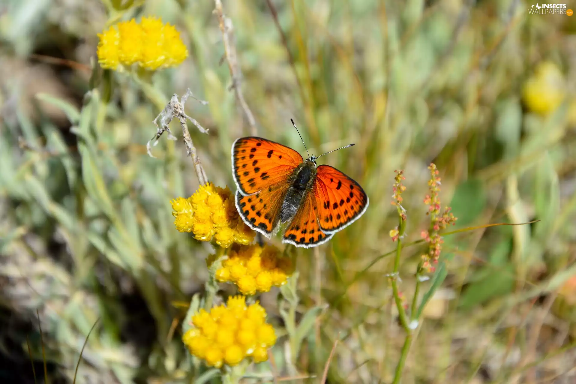 Large Copper, Flowers, butterfly