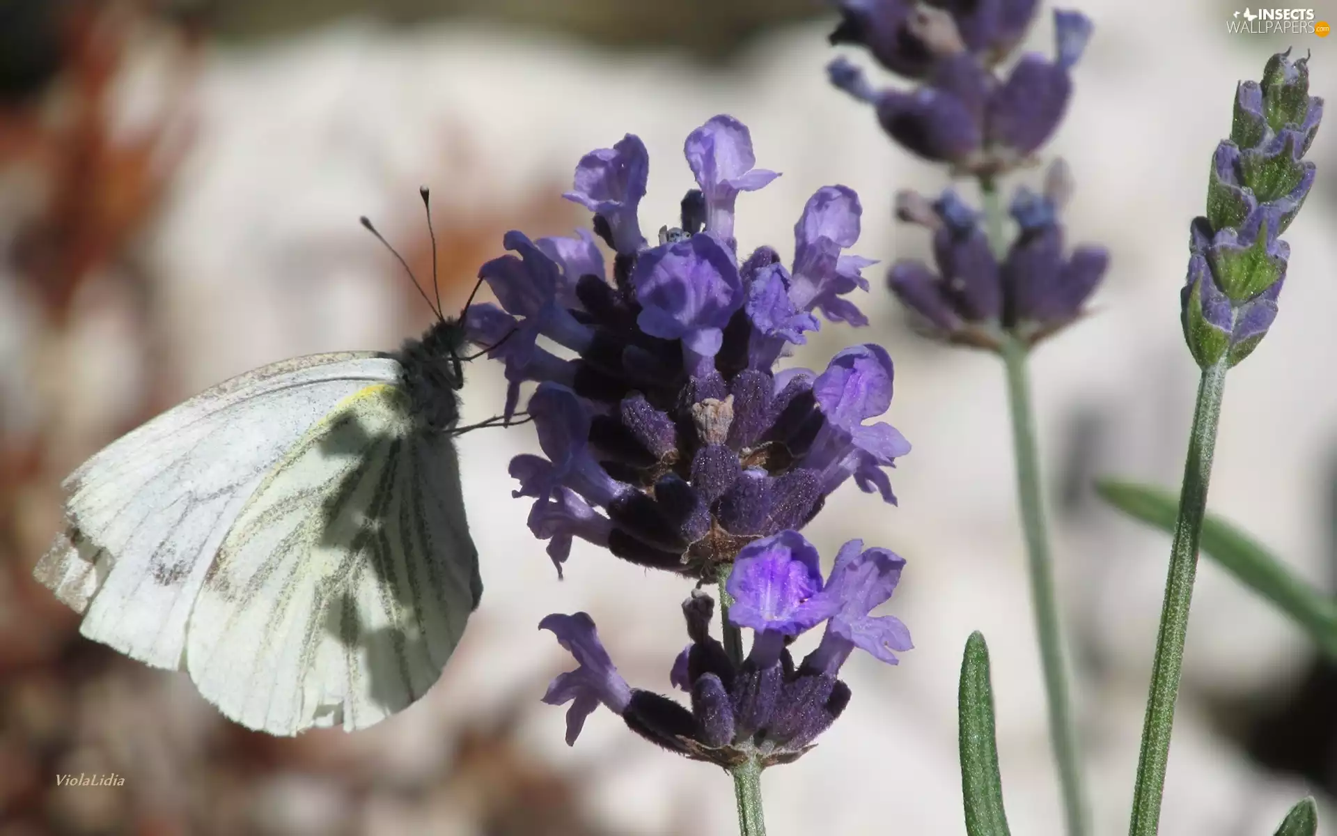 butterfly, lavender