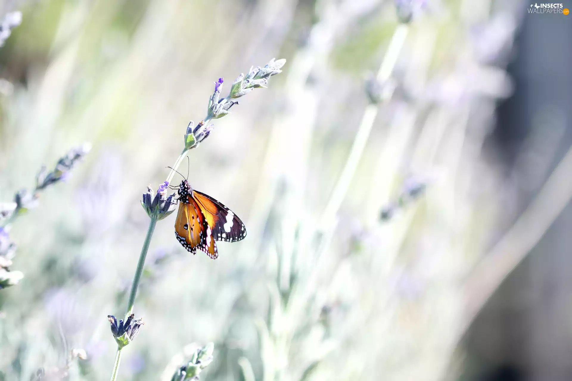 butterfly, lavender