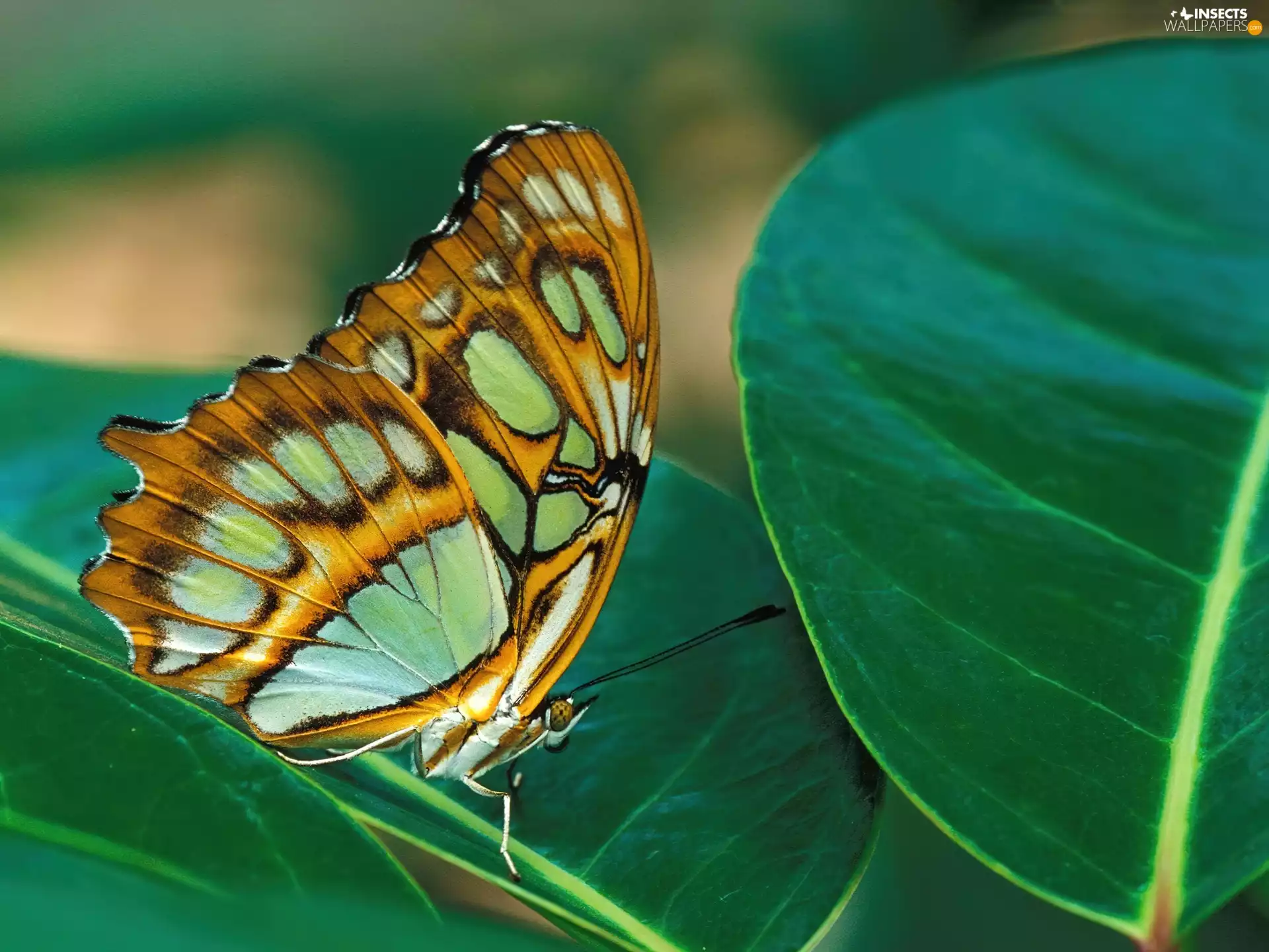 butterfly, leaf