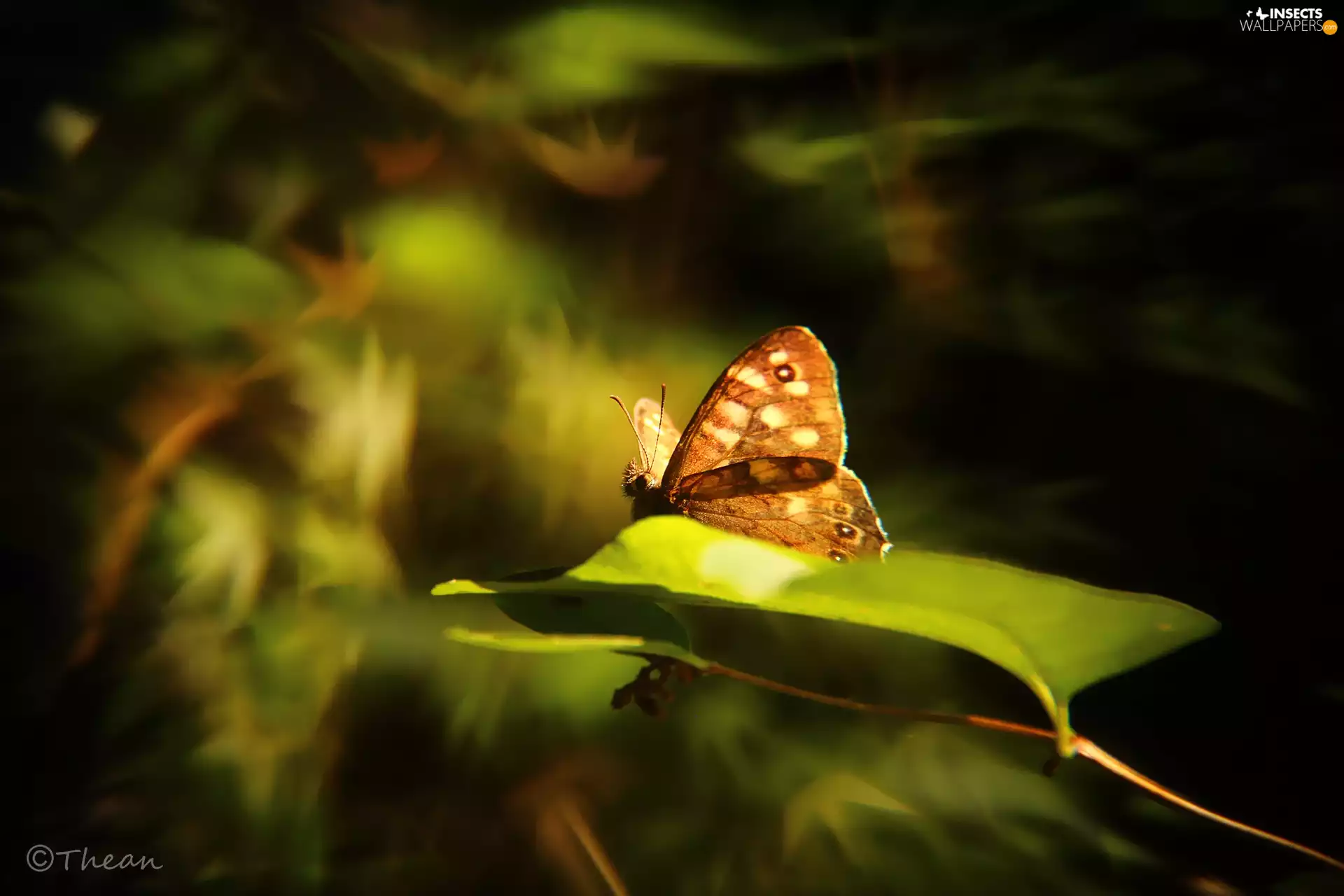 butterfly, leaf
