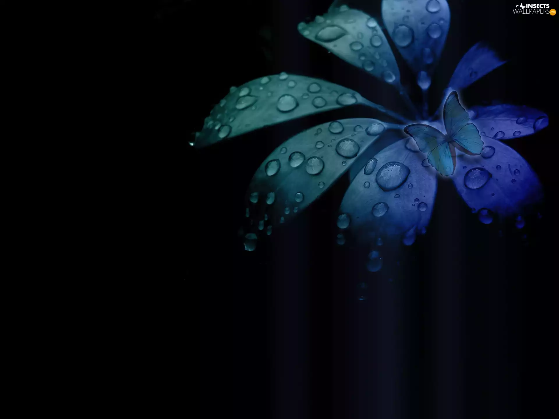 butterfly, color, leaf