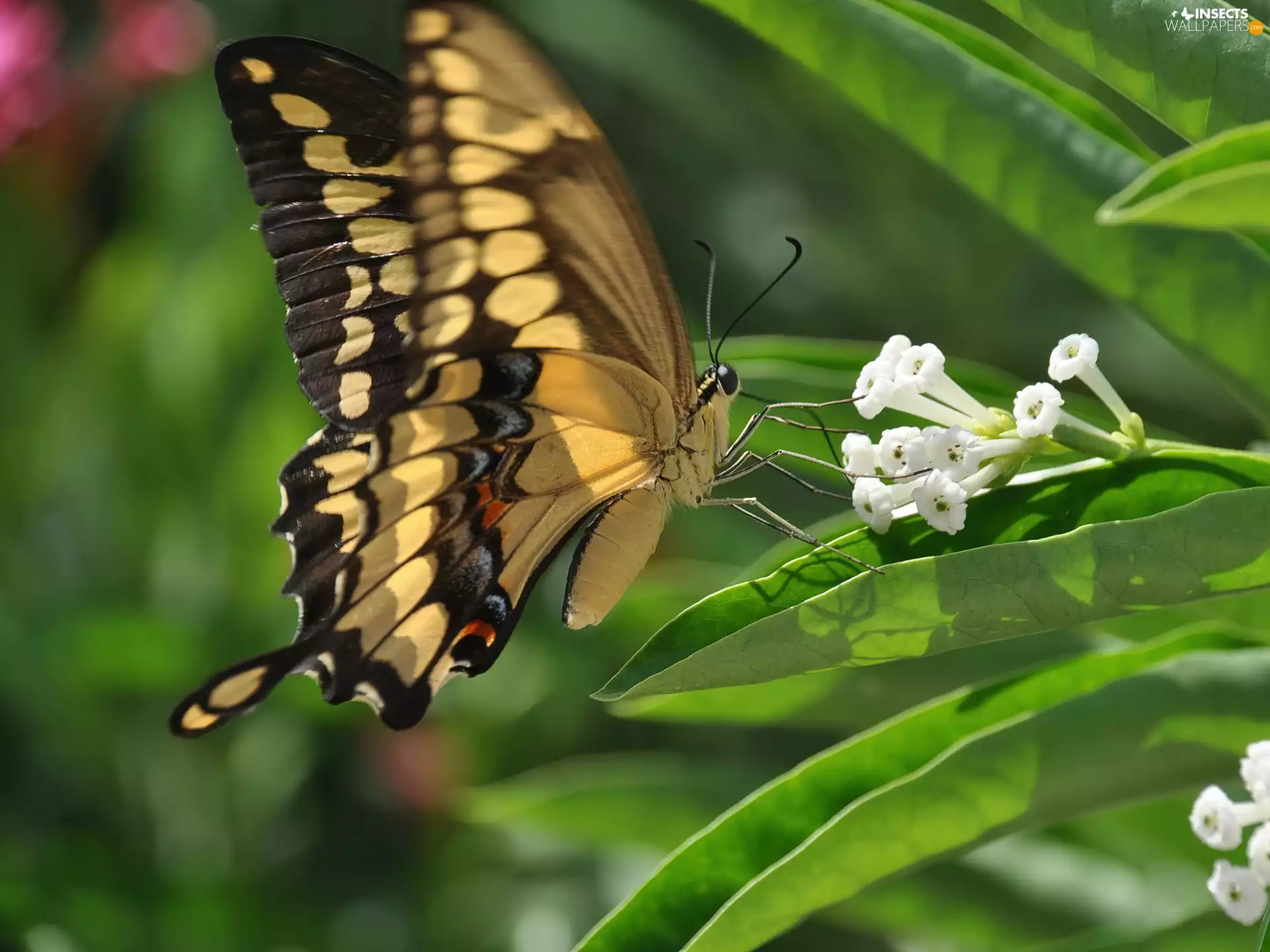 Leaf, Colourfull Flowers, butterfly