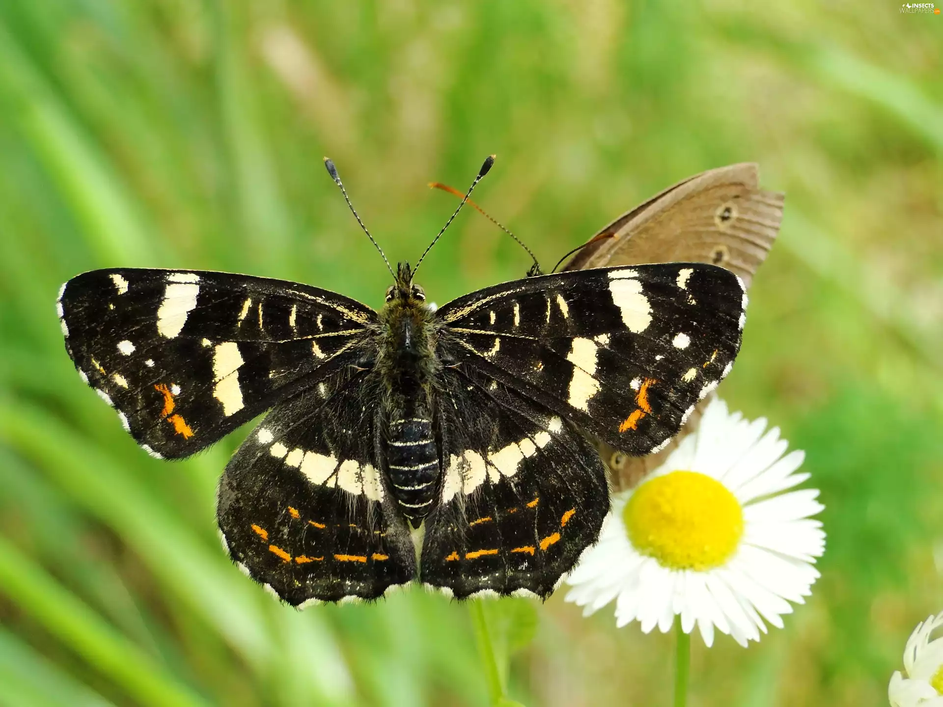 butterfly, Araschnia levana