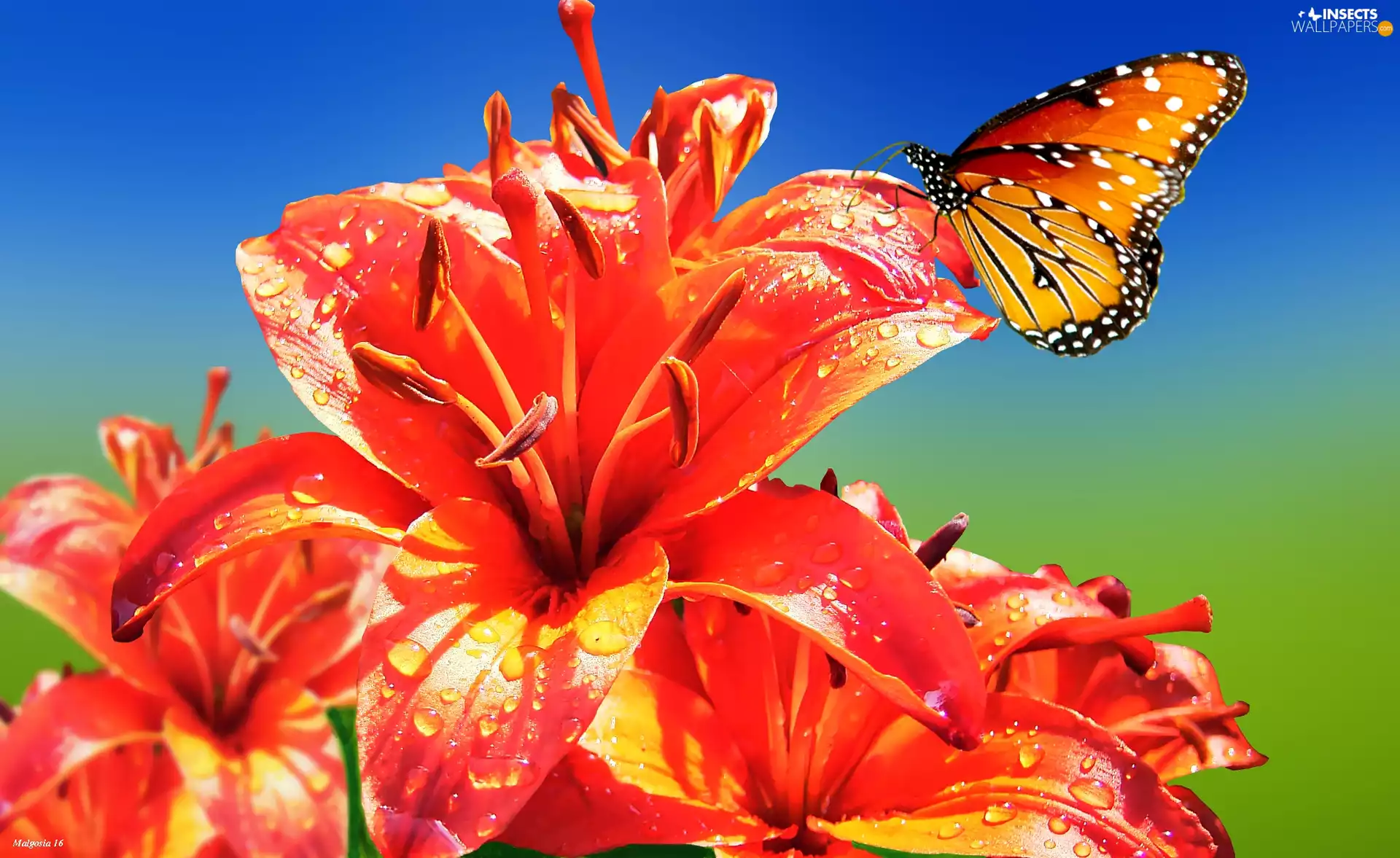 butterfly, Orange, lilies
