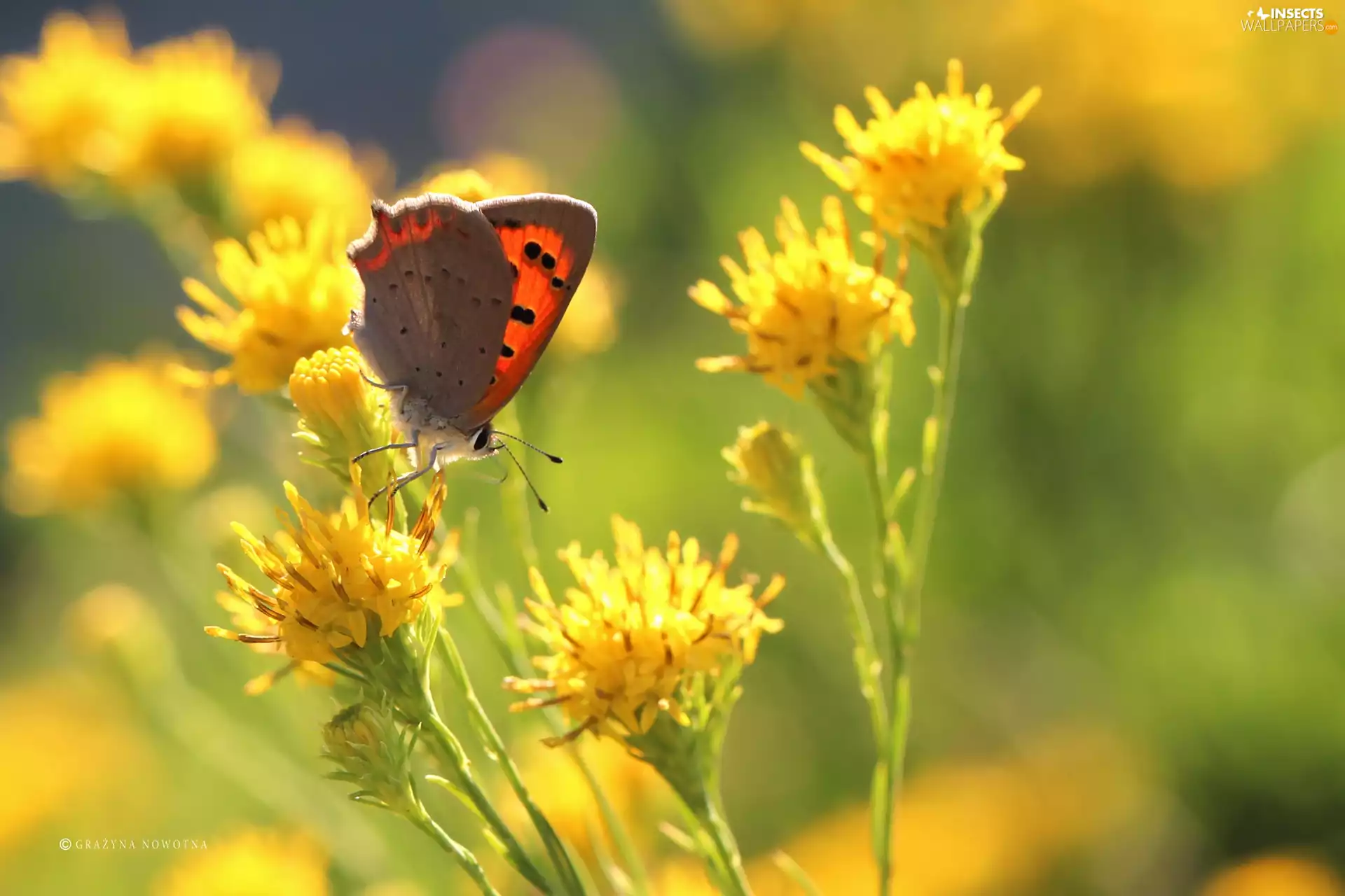 Lycaena, Insect, Flowers, butterfly