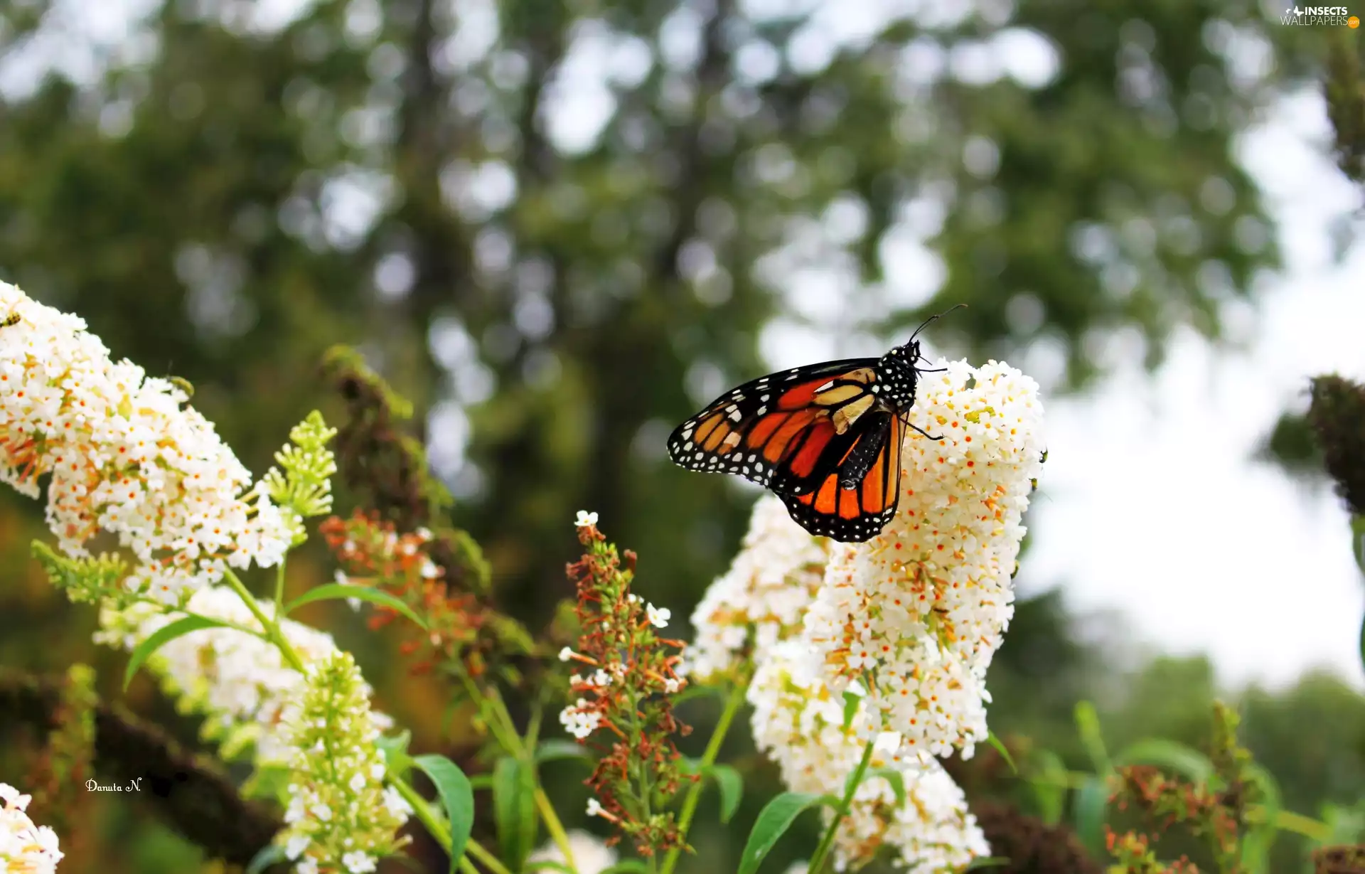 autumn, butterfly, Monarch, butterfly bush