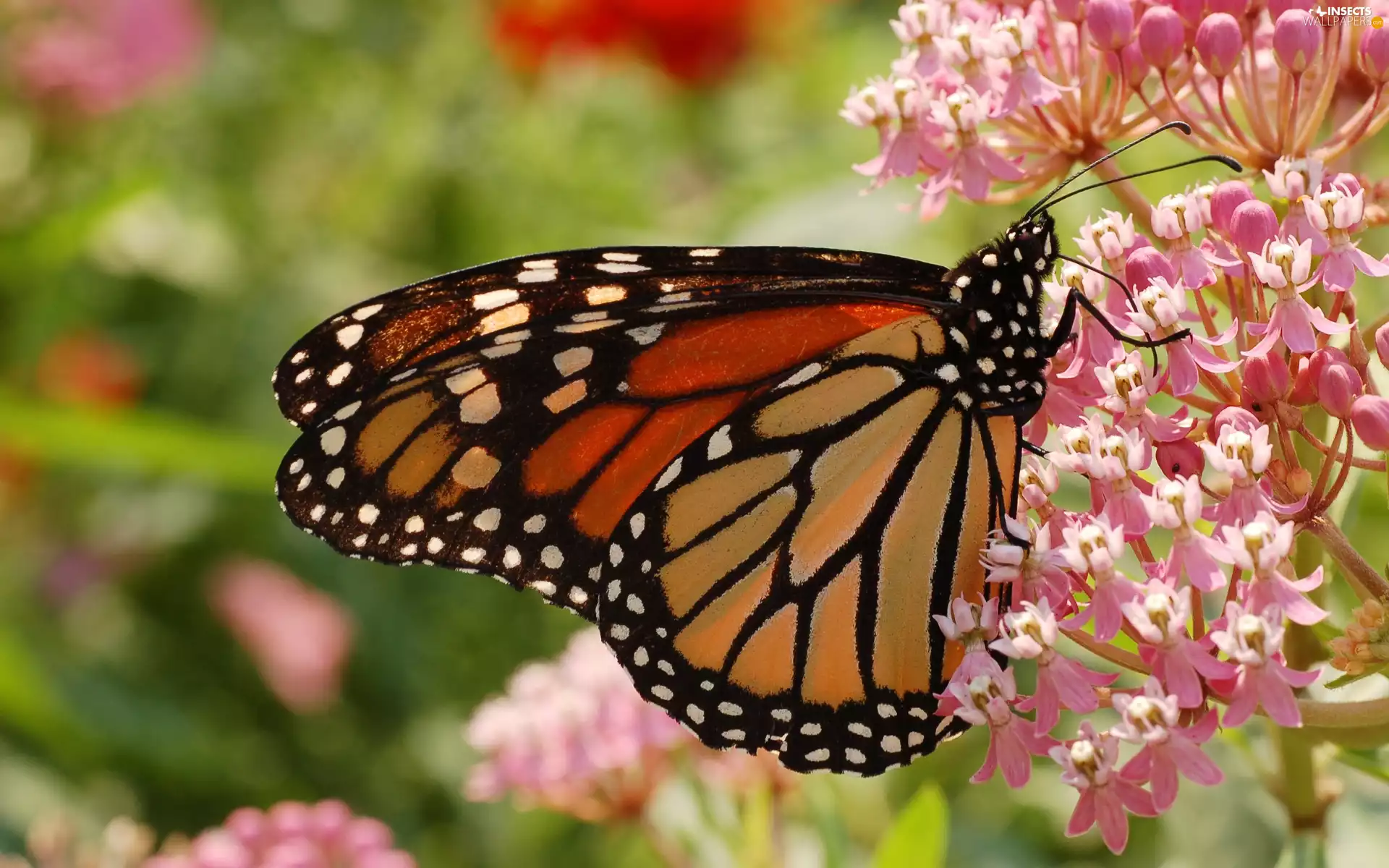 monarch, Pink, Flowers, butterfly