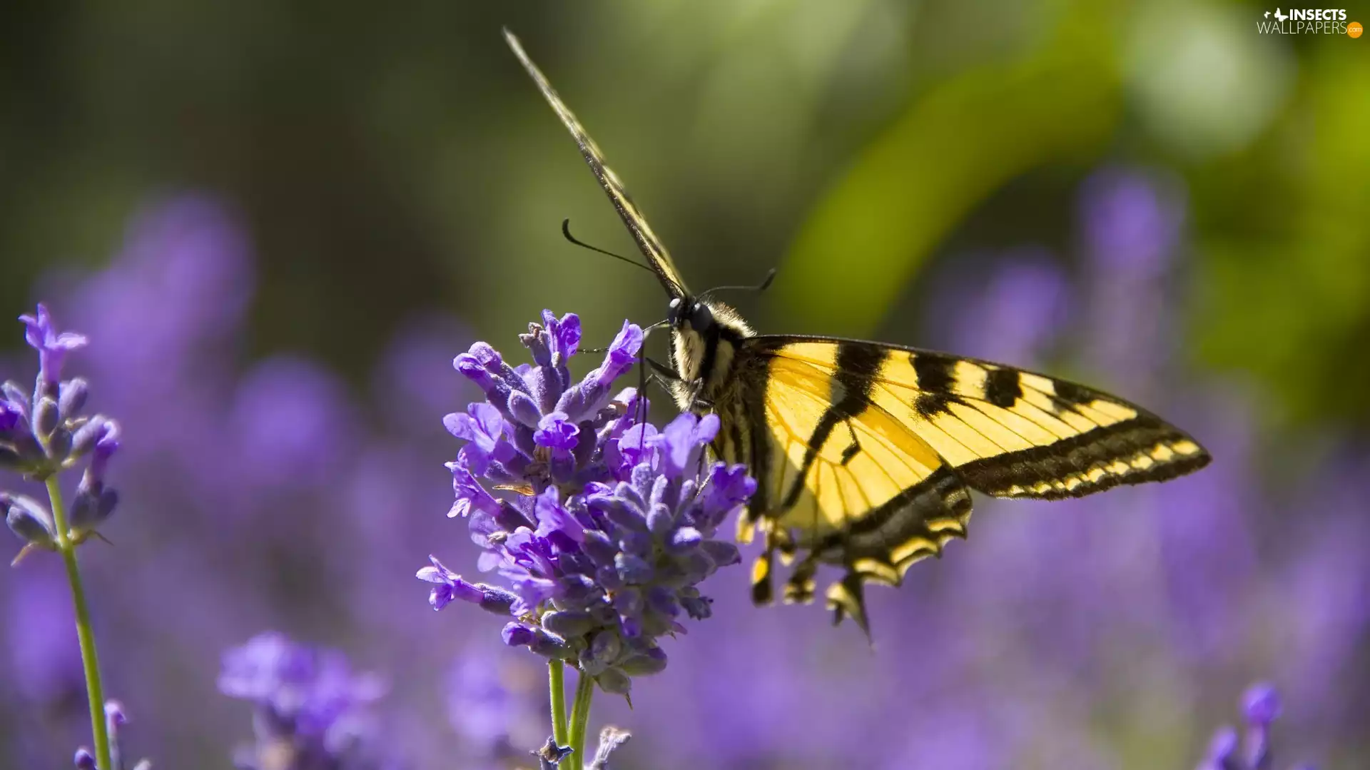 Monarch Butterfly, Narrow-Leaf Lavender