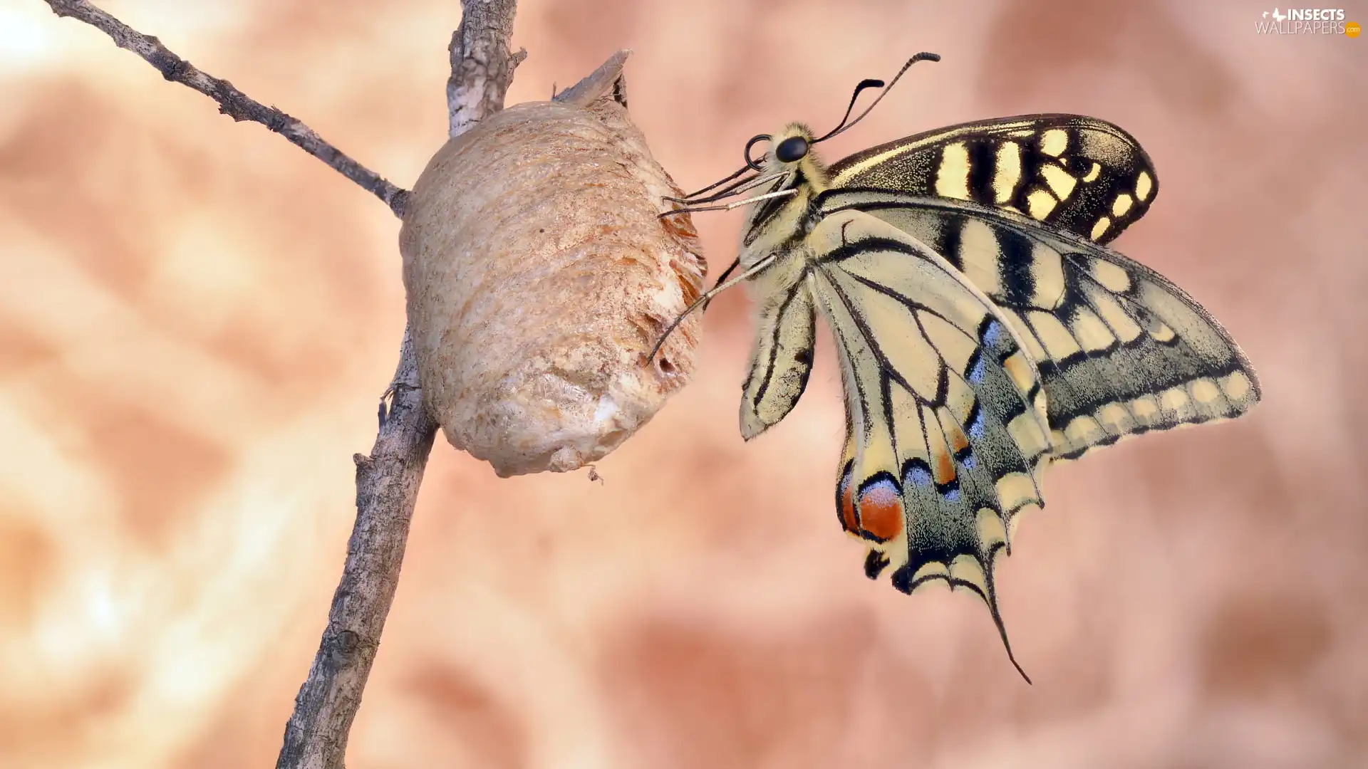Oct Queen, twig, butterfly