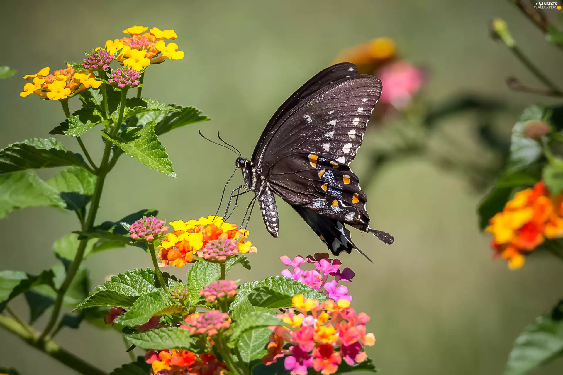 Flowers, butterfly, Old World Wwallowtail
