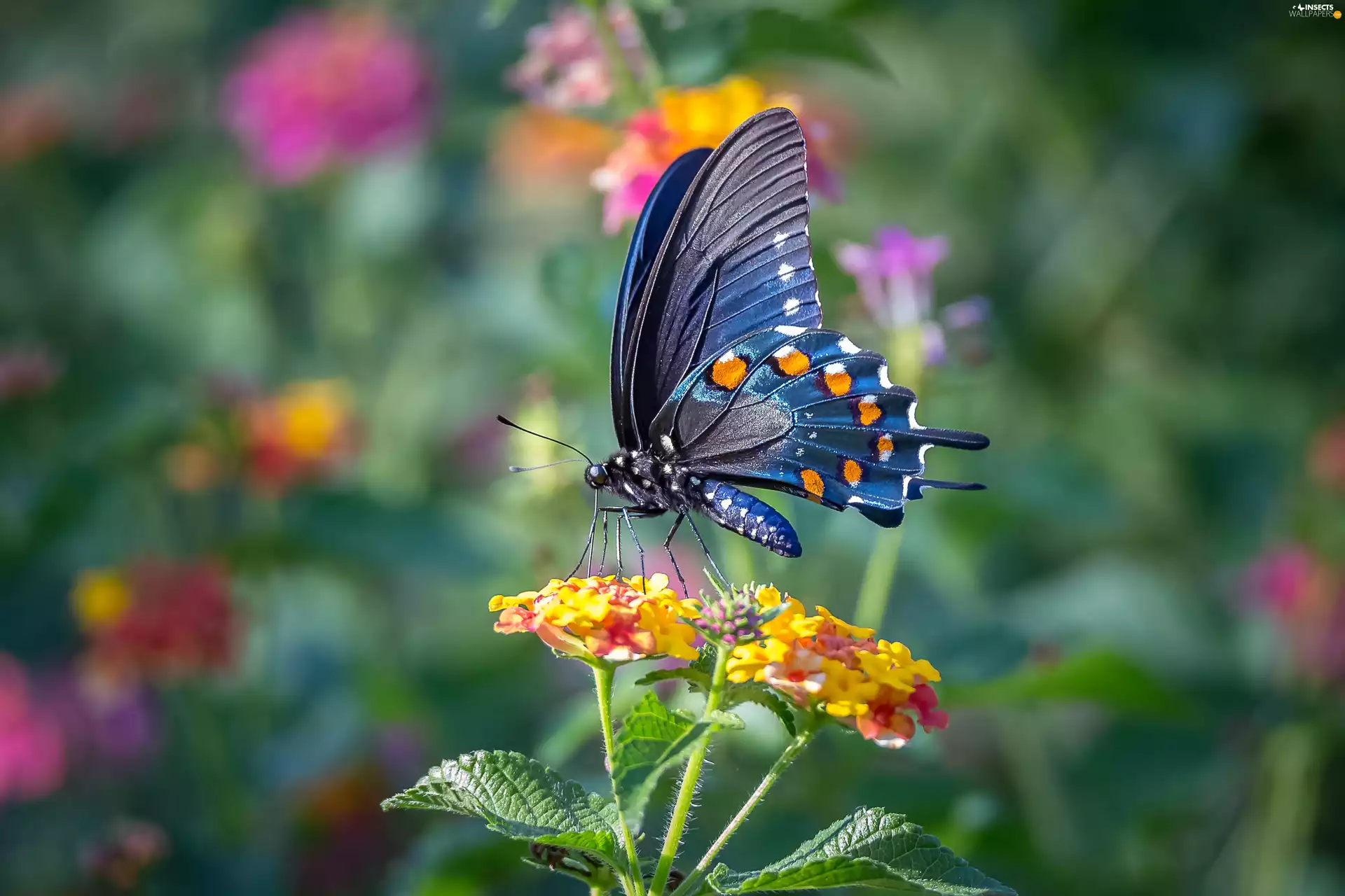 Flowers, butterfly, Old World Wwallowtail