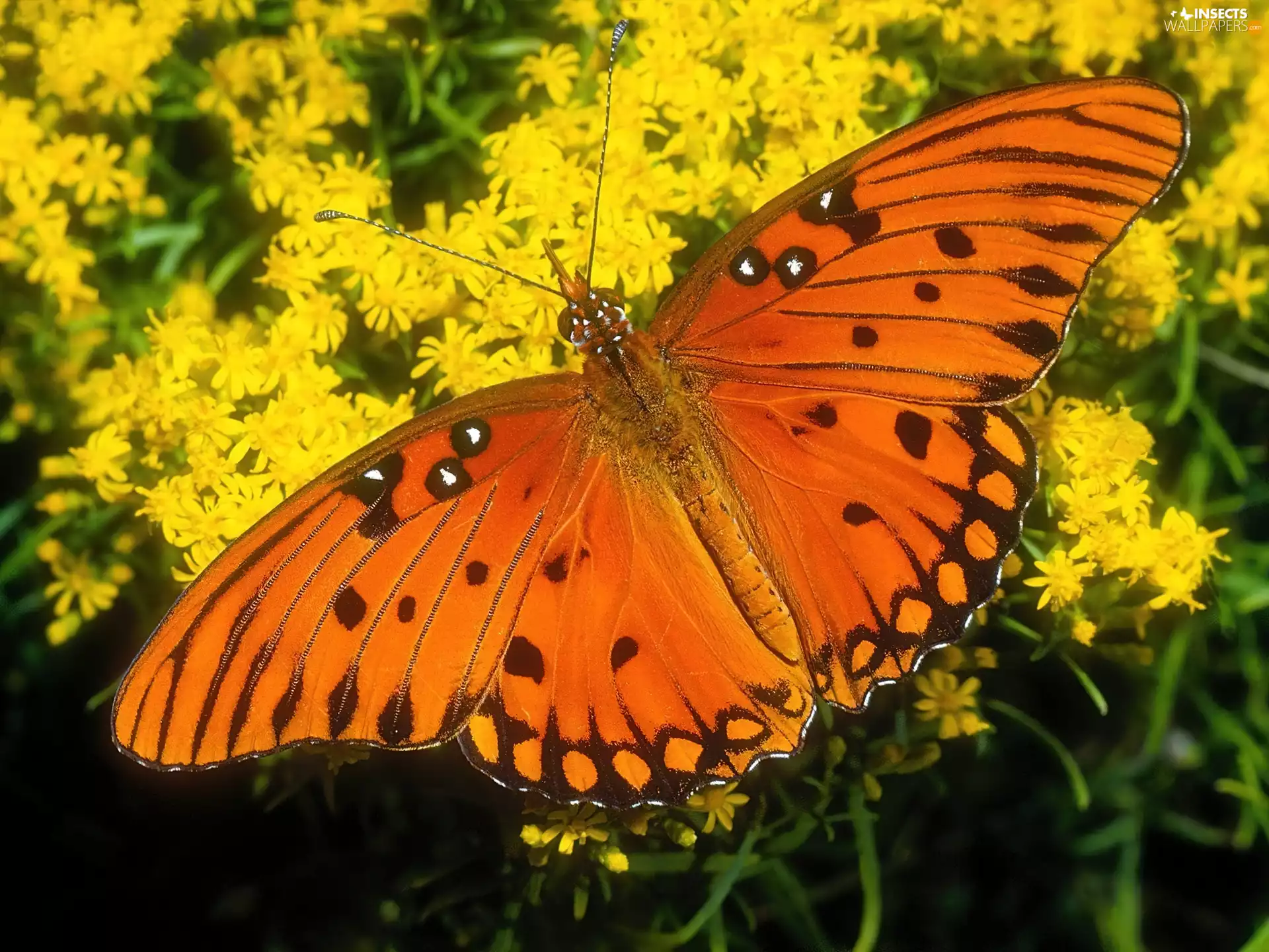 Orange, Yellow, Flowers, butterfly