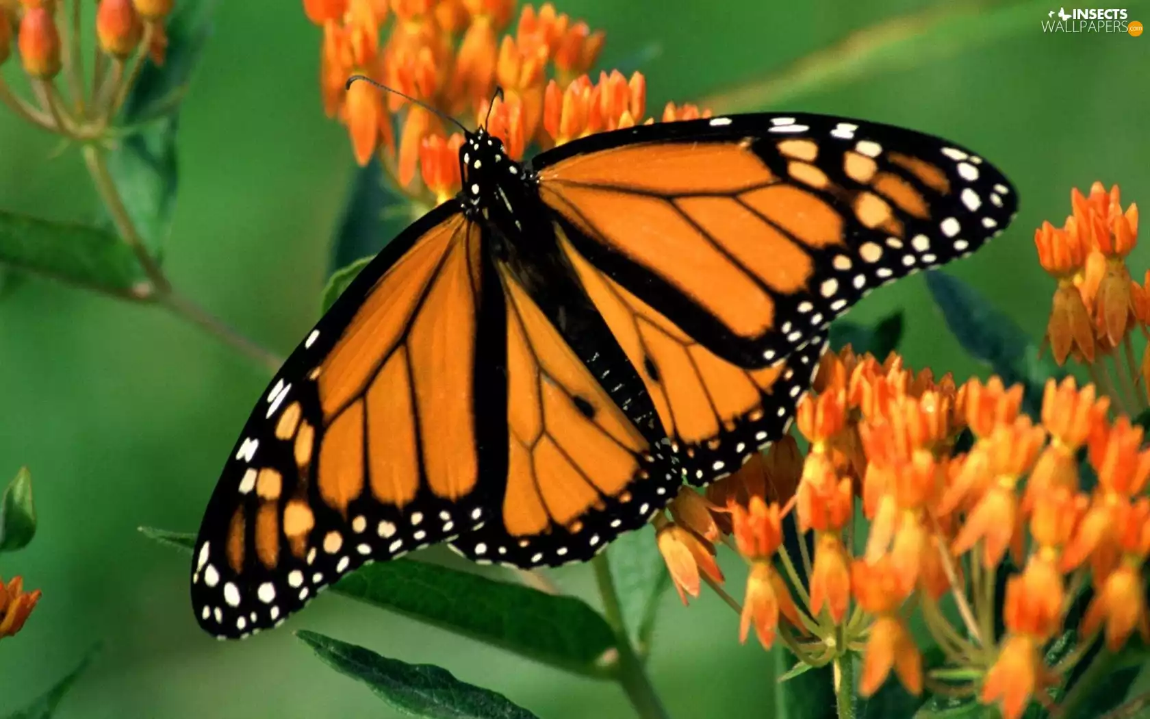 Orange, Flowers, green, butterfly