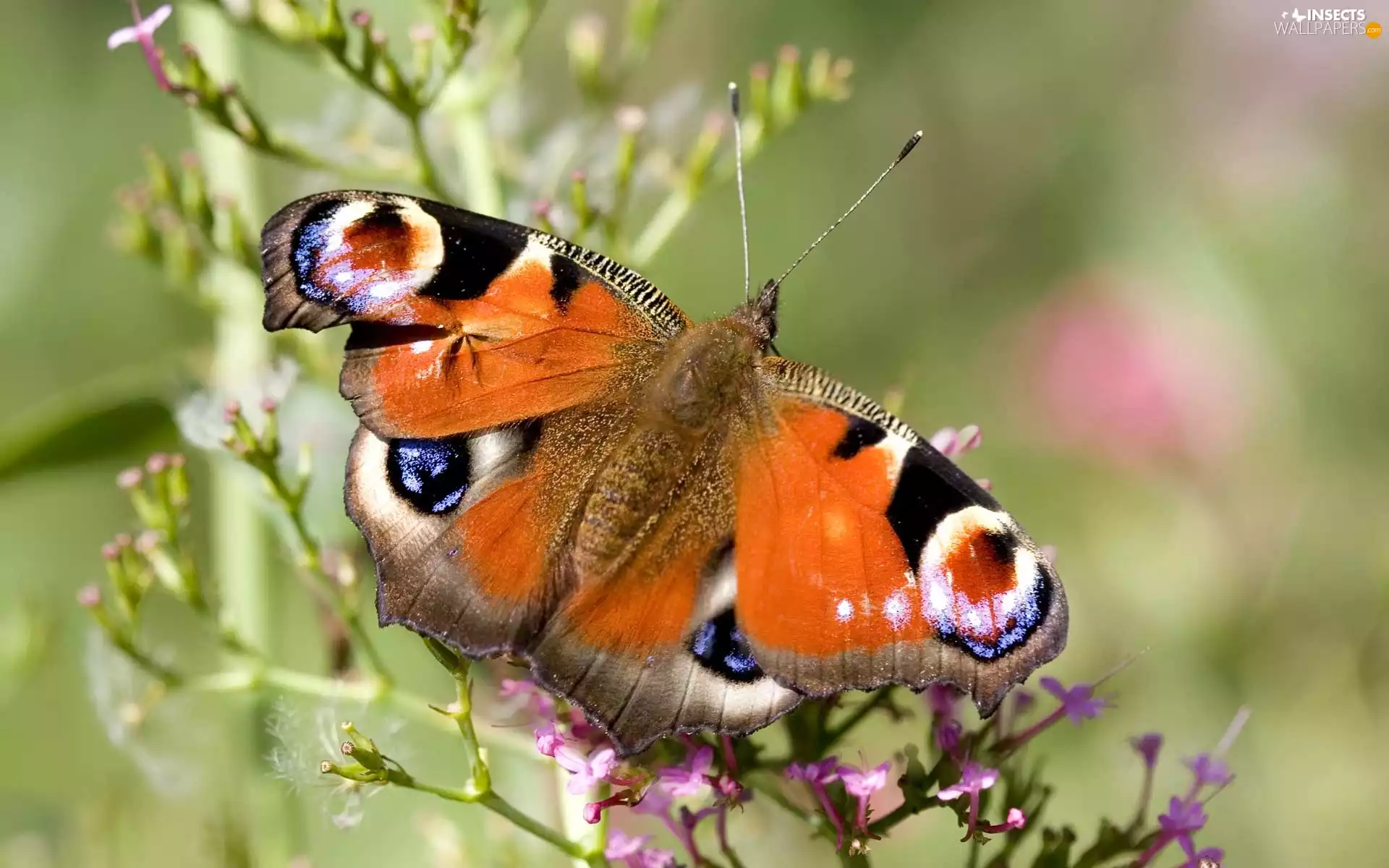 Orange, undine, io, butterfly